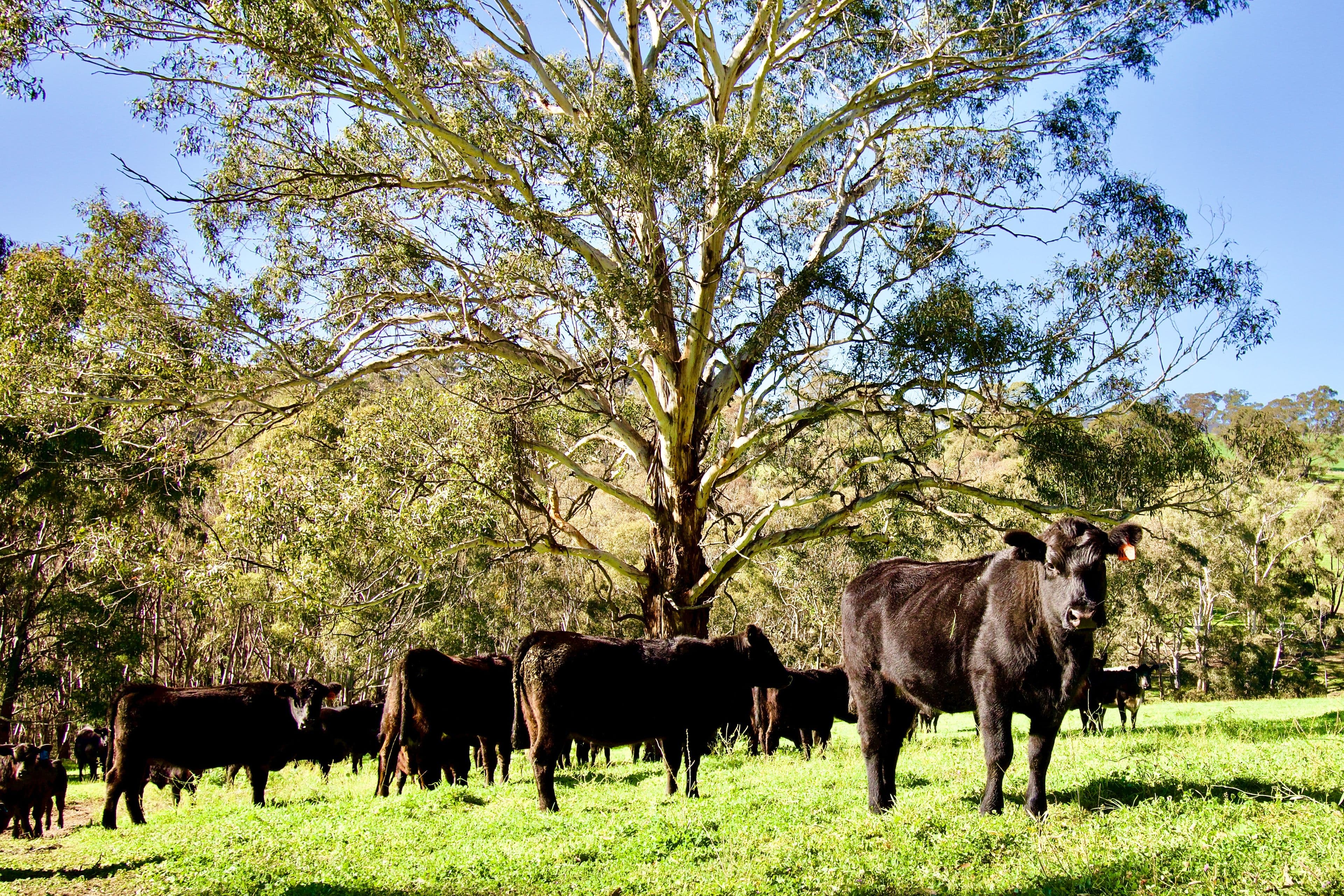 394 Mount Olive Road, Oberon NSW 2787, Oberon - Thumbnail 6