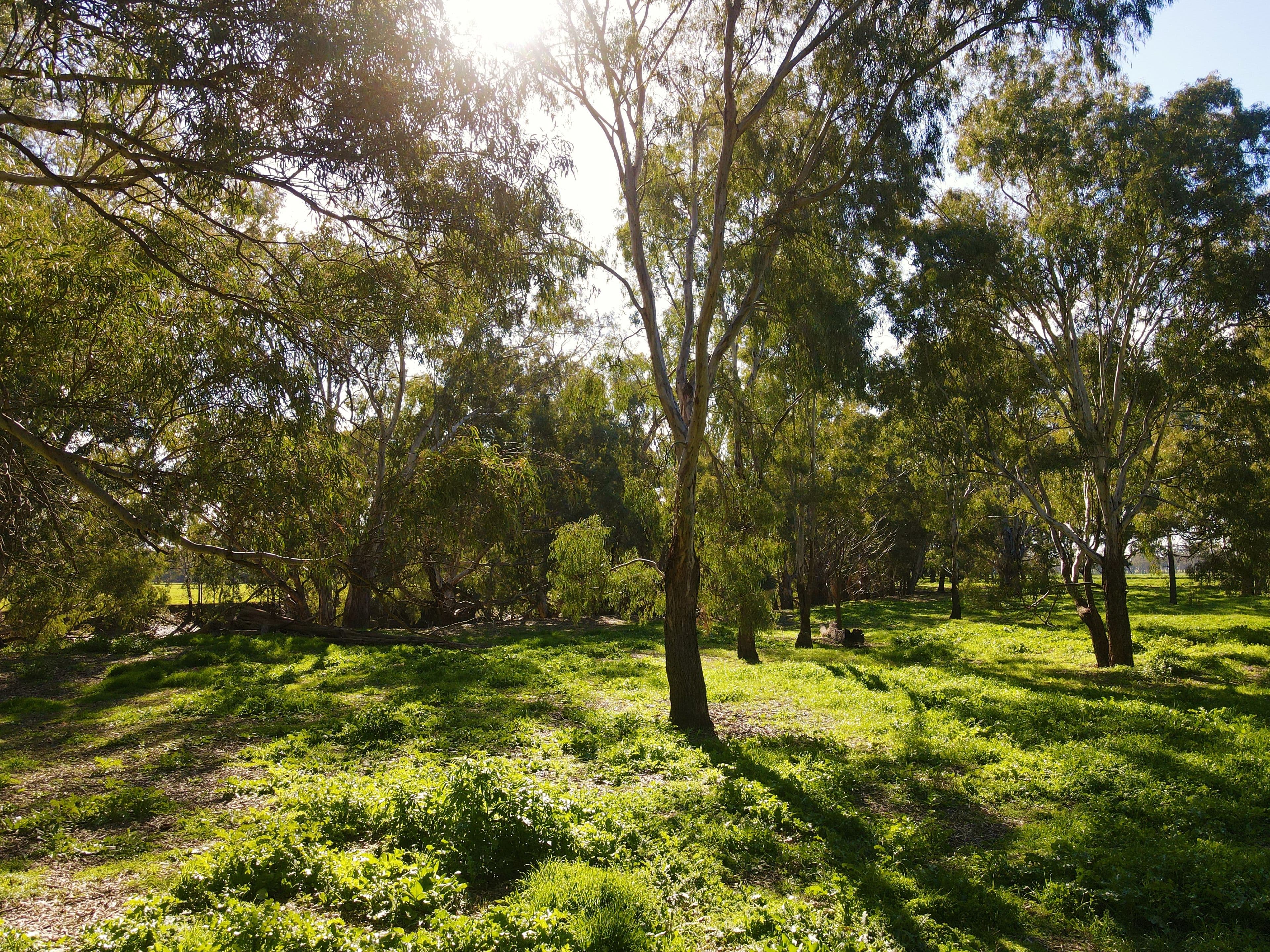 Ulmarra, 10419 The Escort Way, Forbes NSW 2871, Forbes - Thumbnail 6