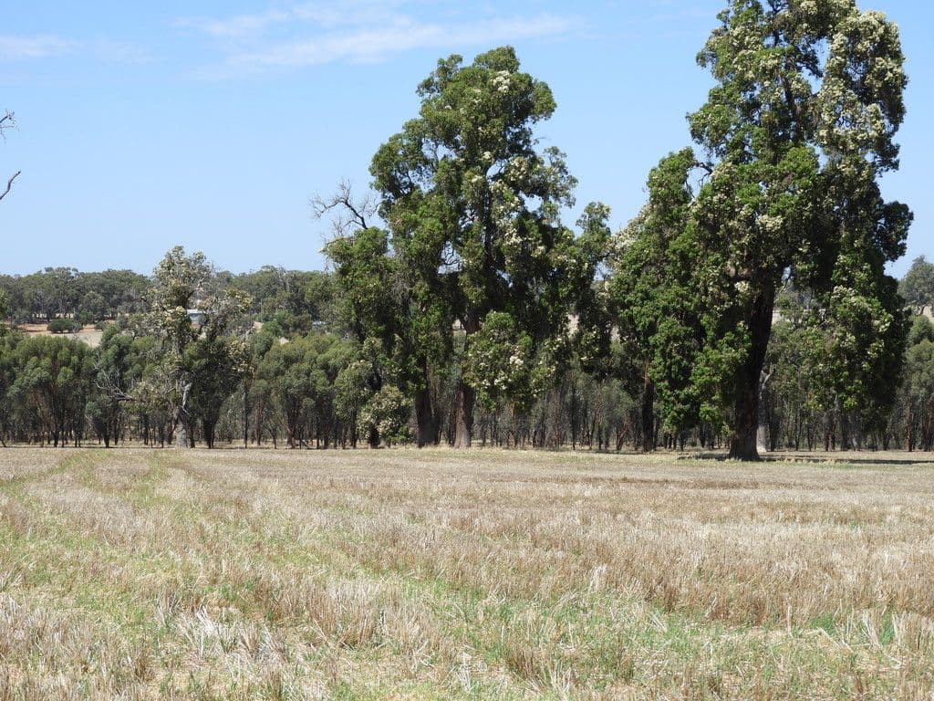 Boase Road Farm, Bakers Hill WA 6562, Bakers Hill - Thumbnail 5