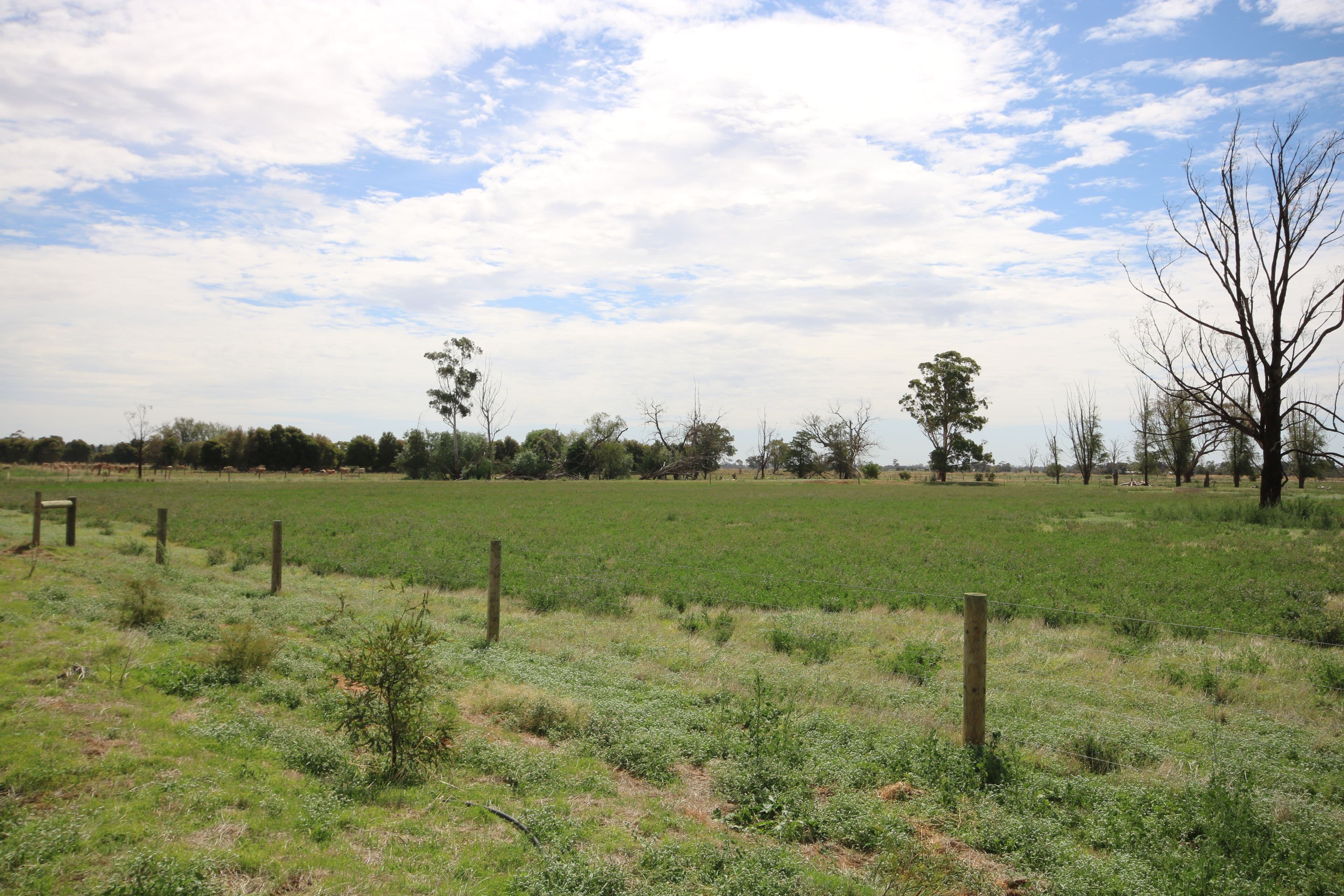 380 Diggora Road, Rochester VIC 3561, Rochester - Thumbnail 5