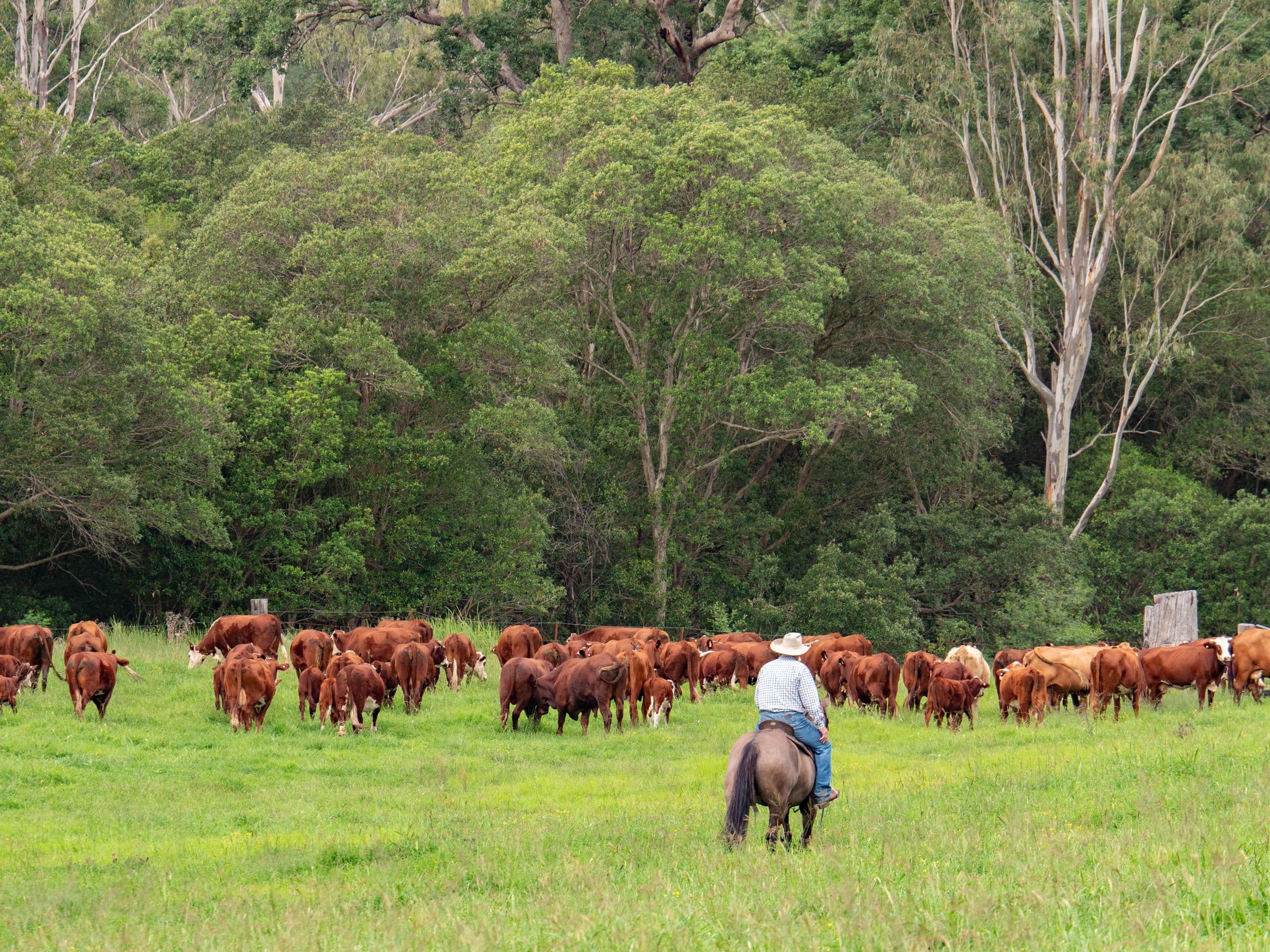 283 Rodgers Road, Tabulam NSW 2469, Tabulam - Thumbnail 3