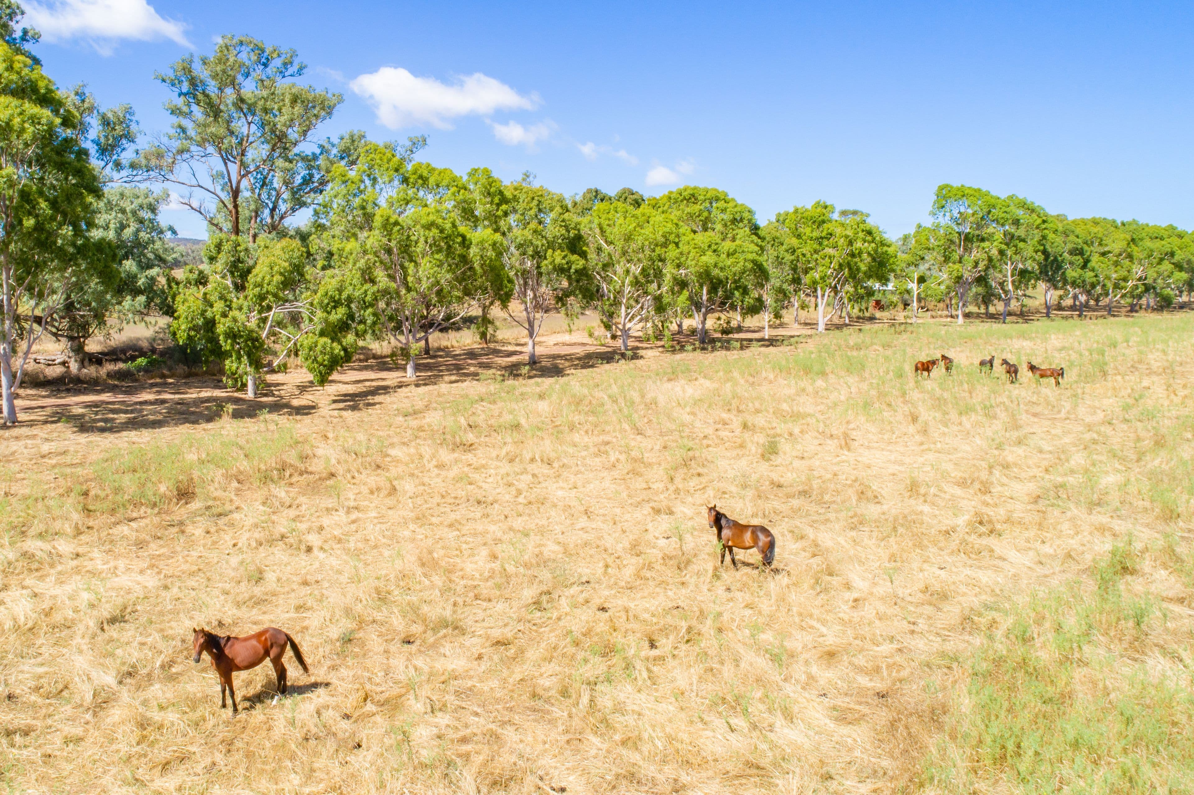 73 Tallarook Road, Cowra NSW 2794, Cowra - Thumbnail 3