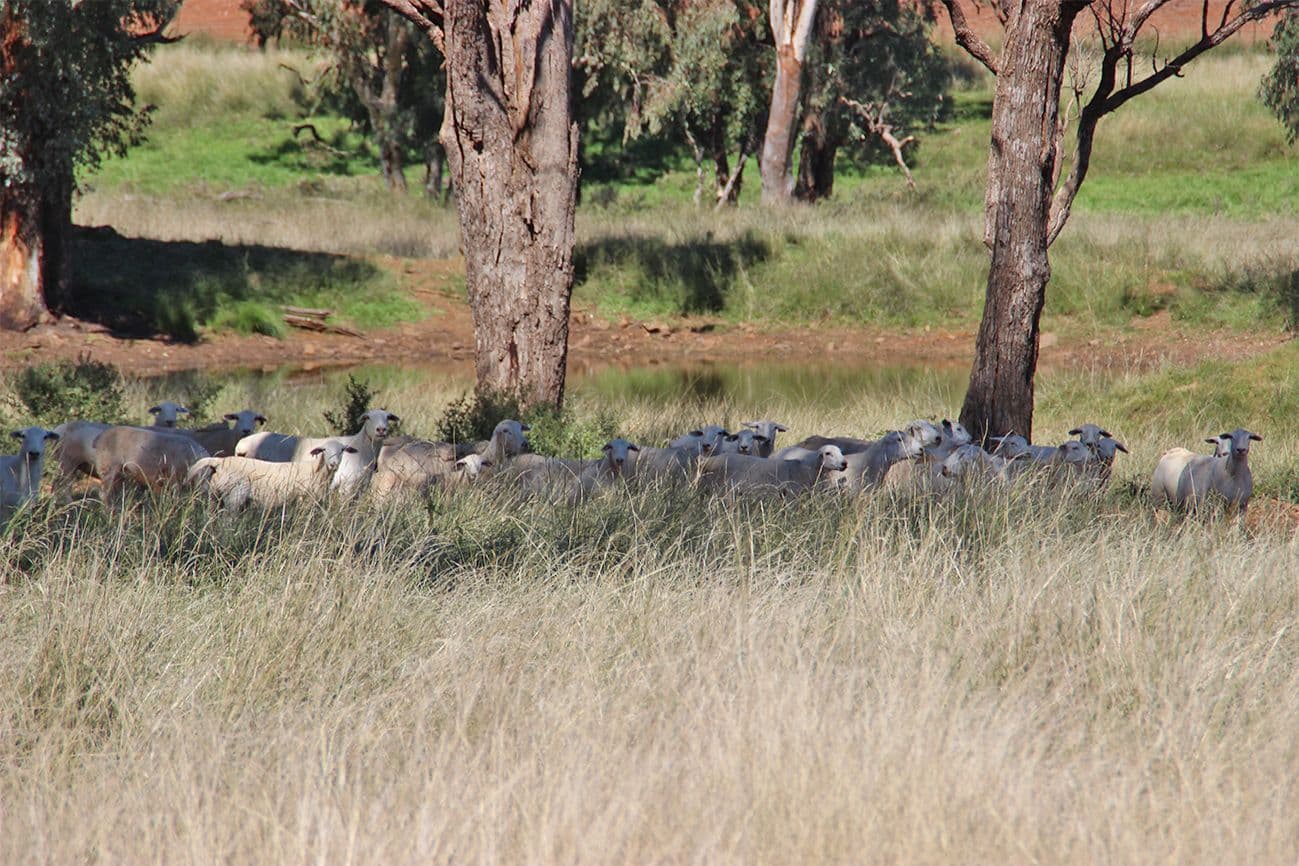 Coonabarabran NSW 2357, Coonabarabran - Thumbnail 4