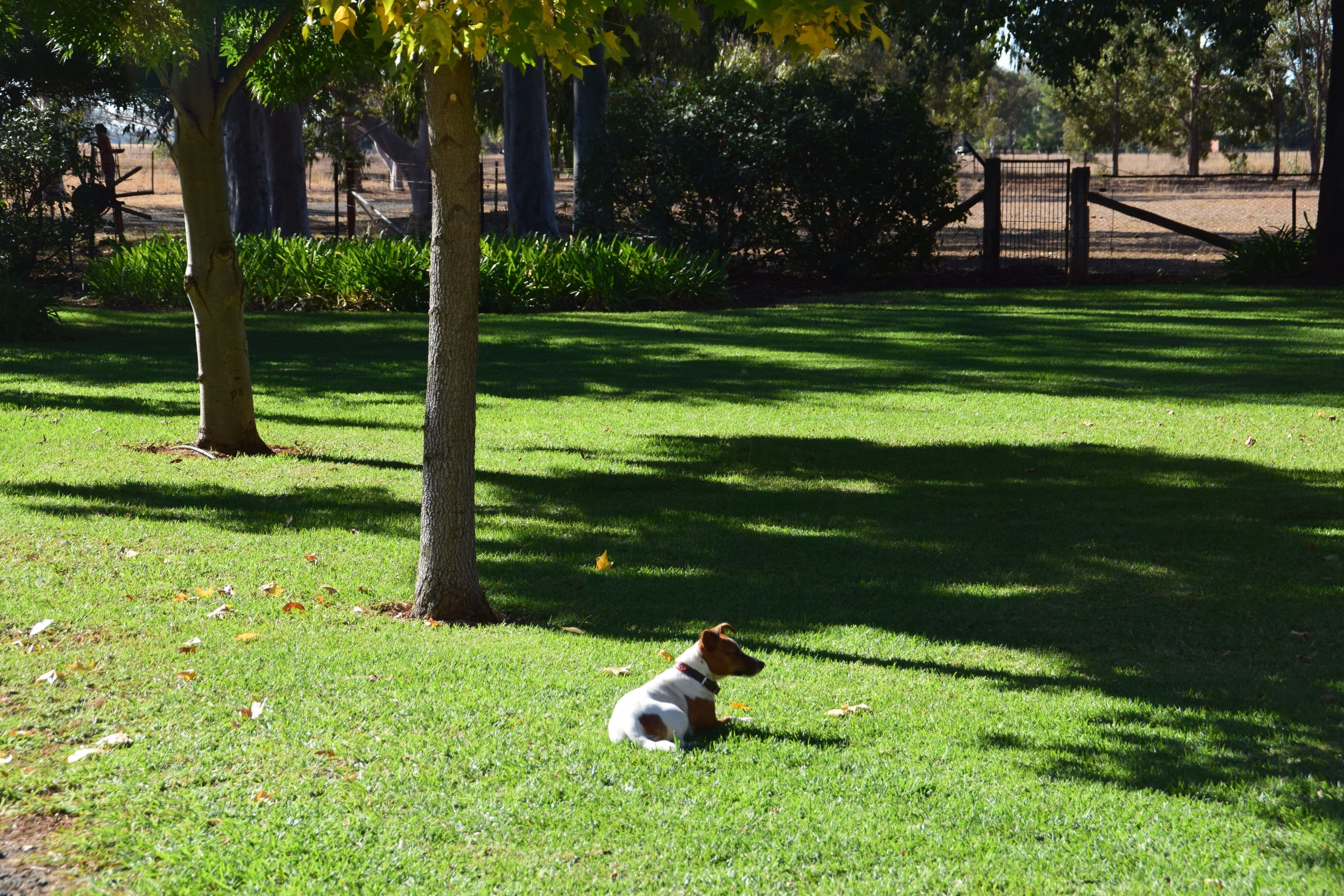 'Willow Tree' 14L Dulcidene Road, Dubbo NSW 2830, Dubbo - Thumbnail 5