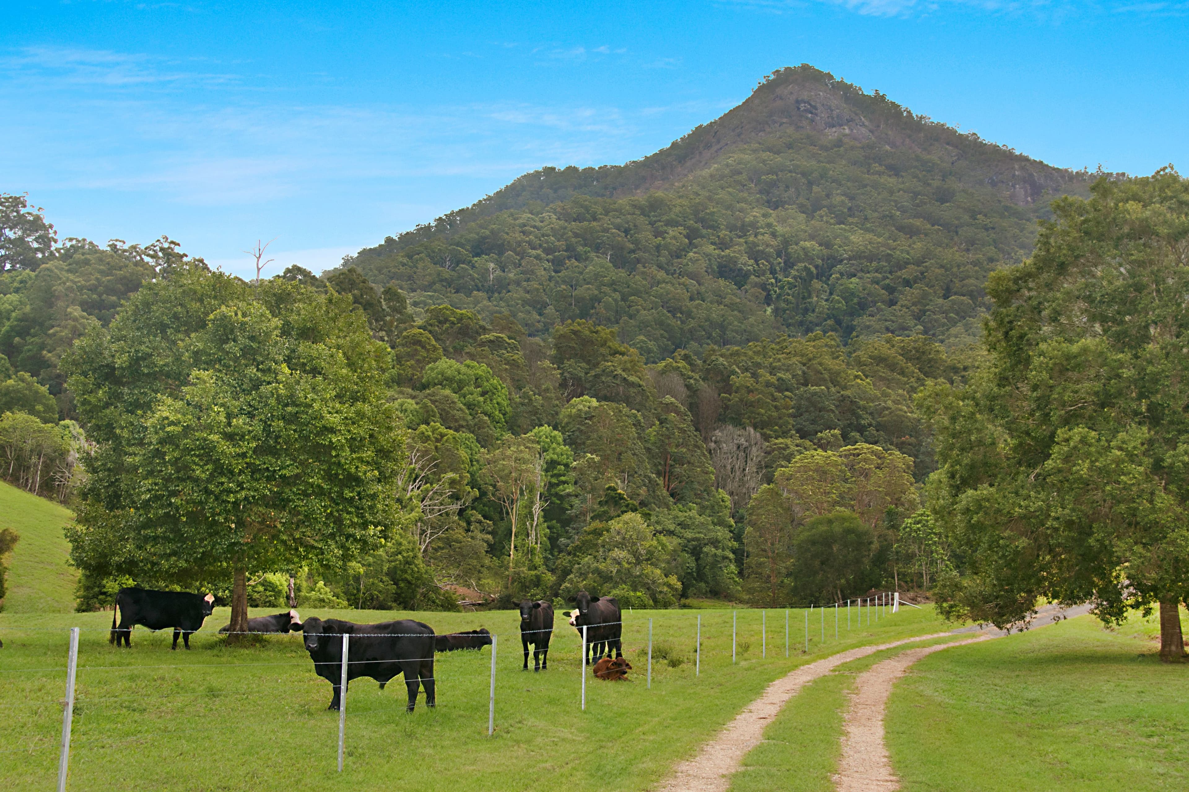 Lot 5, 19-23 Tarcoola Lane, Uki NSW 2484, Uki - Thumbnail 5