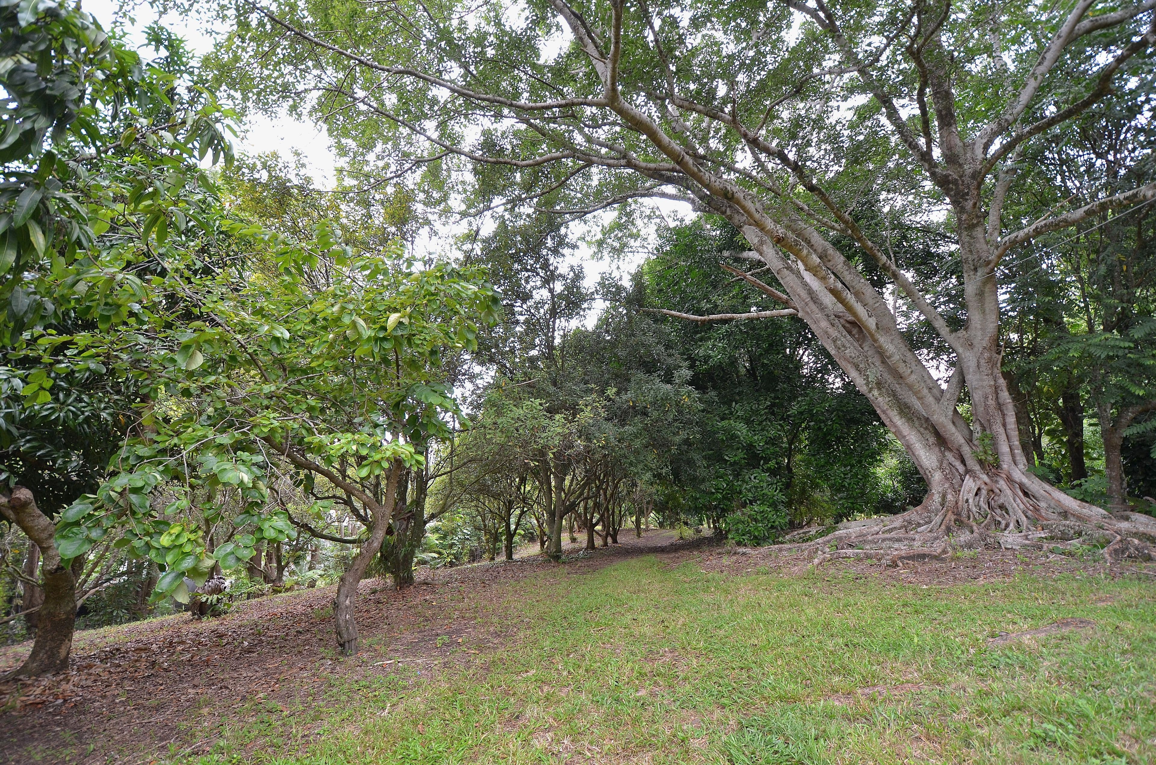 69 Estelle Road, Currumbin Valley QLD 4223, Currumbin Valley - Thumbnail 5