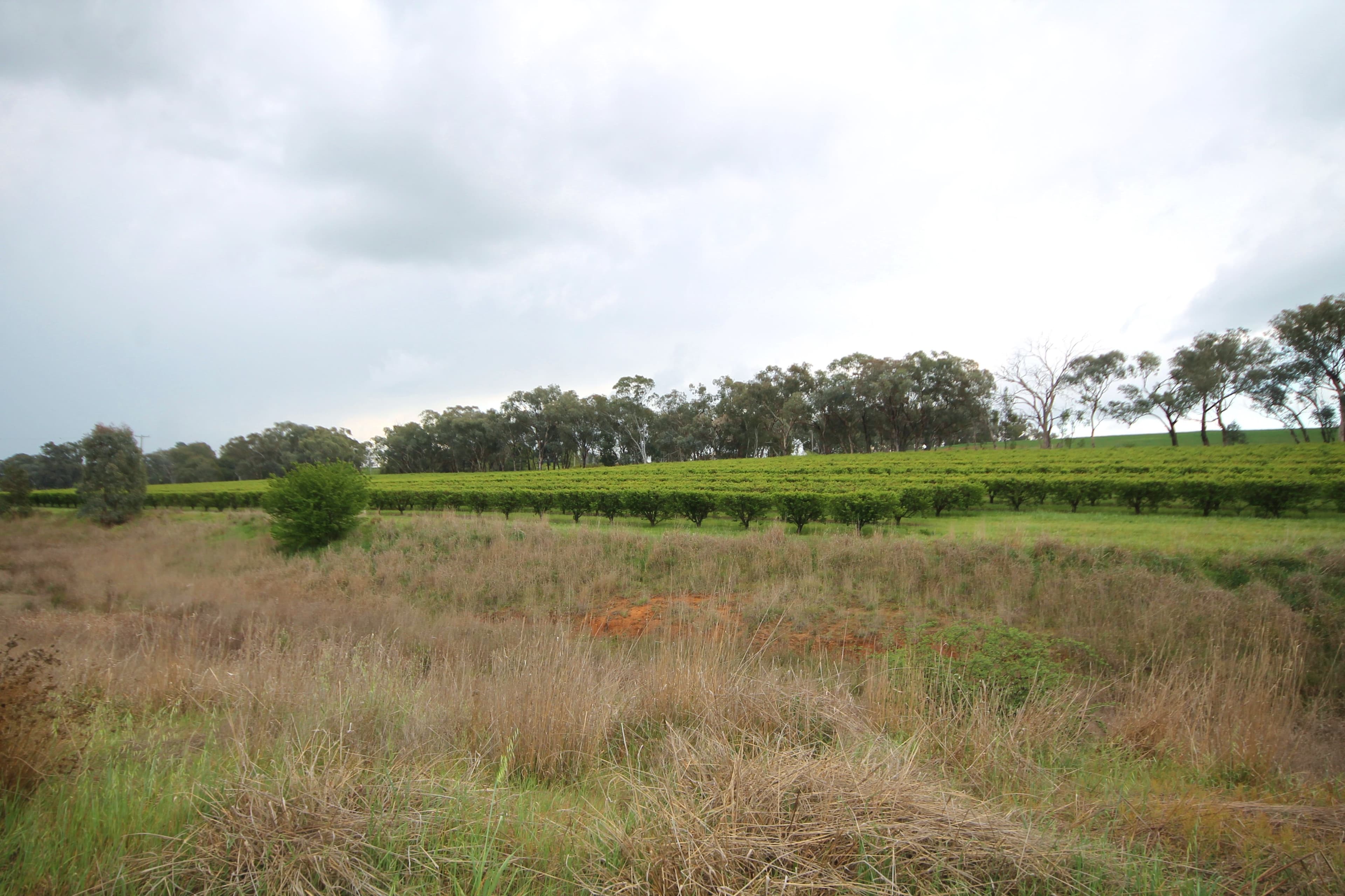 189 Jasprizza Lane, Young NSW 2594, Young - Thumbnail 6