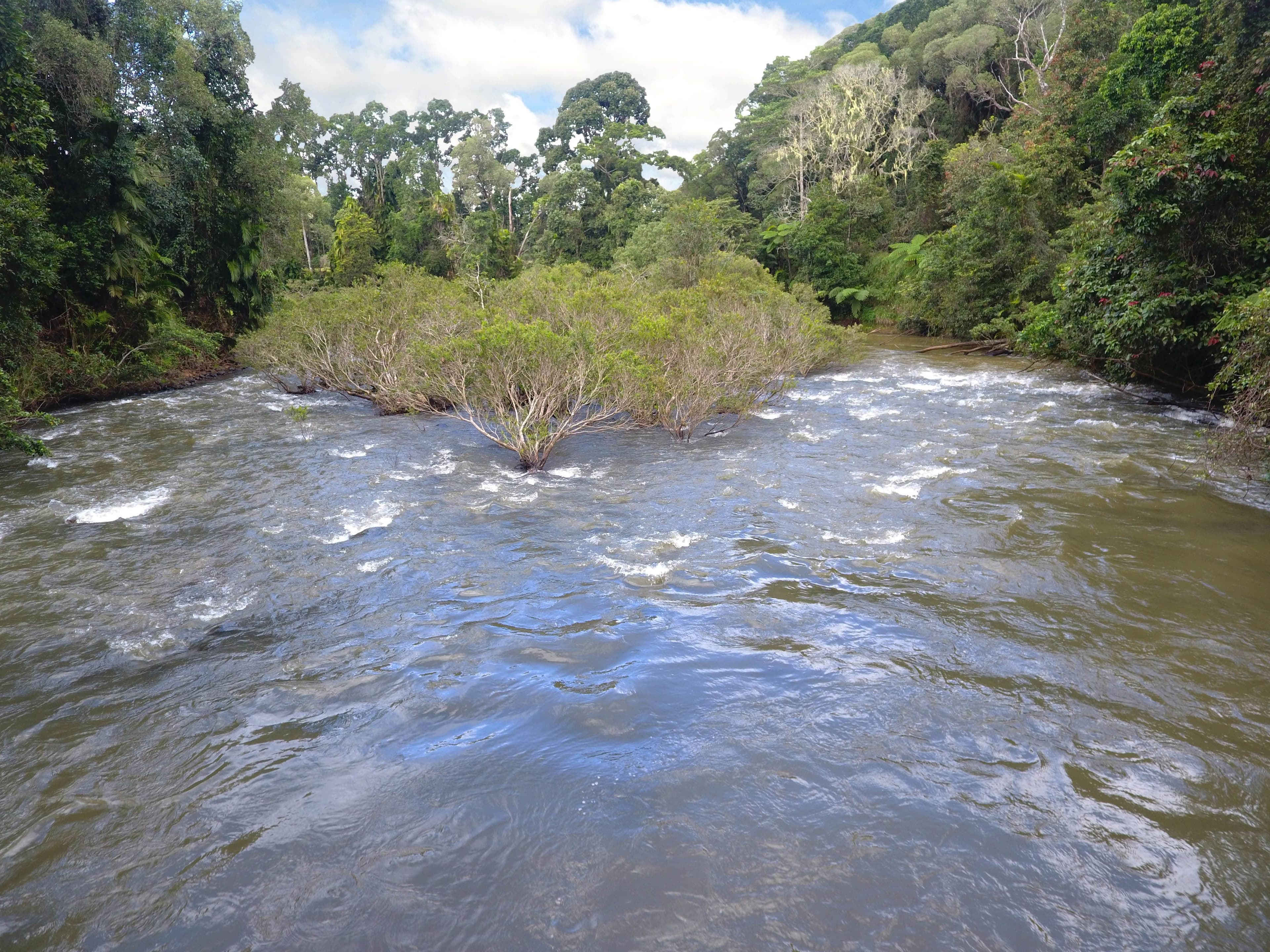 RN928 Glen Allyn Road, Malanda QLD 4885, Malanda - Thumbnail 3
