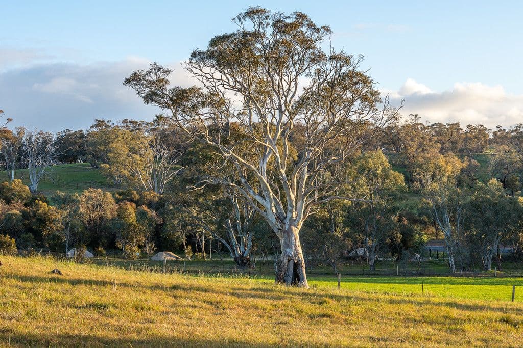 1565 Old Princes Highway, Kanmantoo SA 5252, Kanmantoo - Thumbnail 6