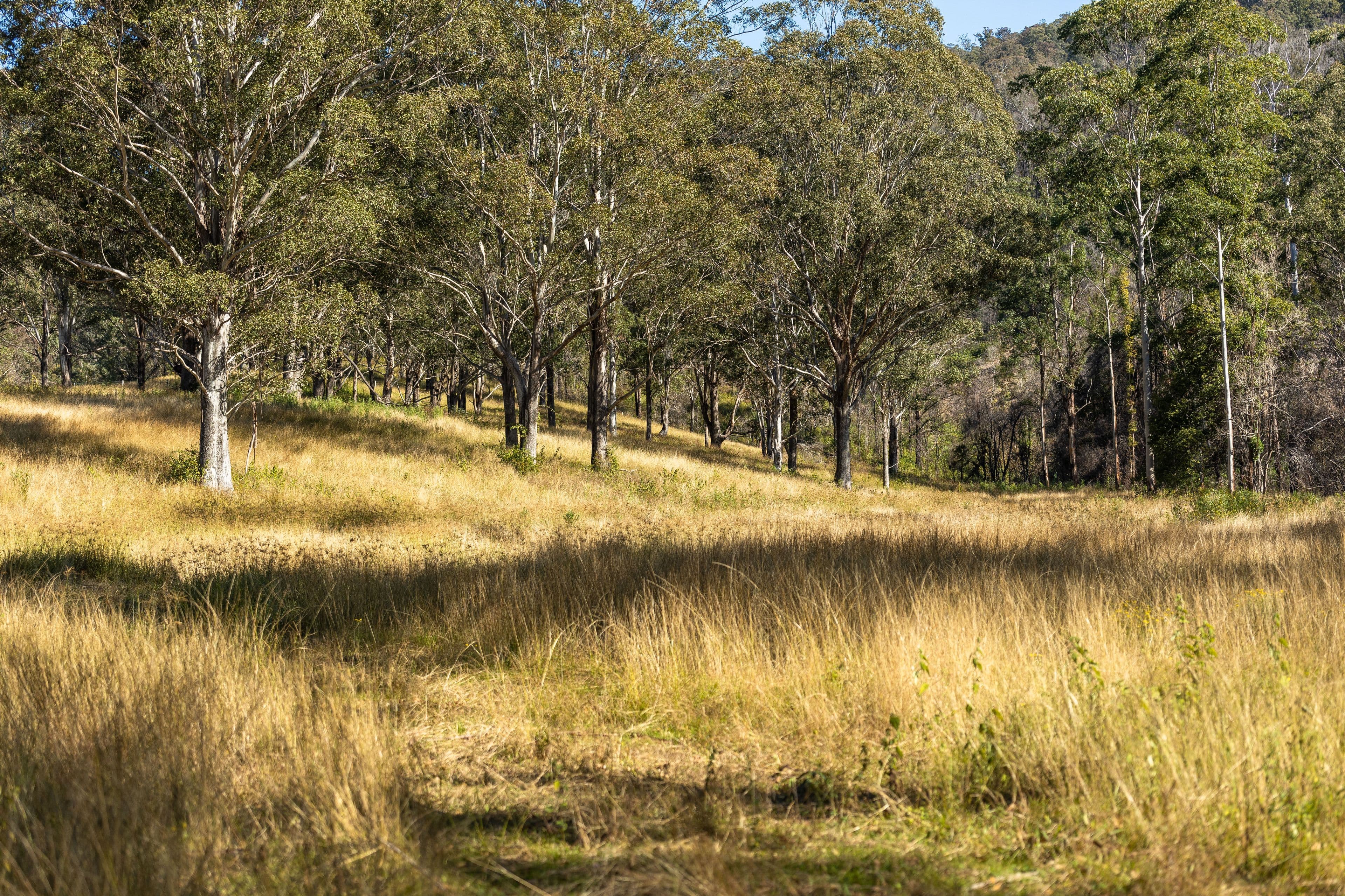 132 Bimbadeen Road, Wherrol Flat NSW 2429, Wherrol Flat - Thumbnail 8