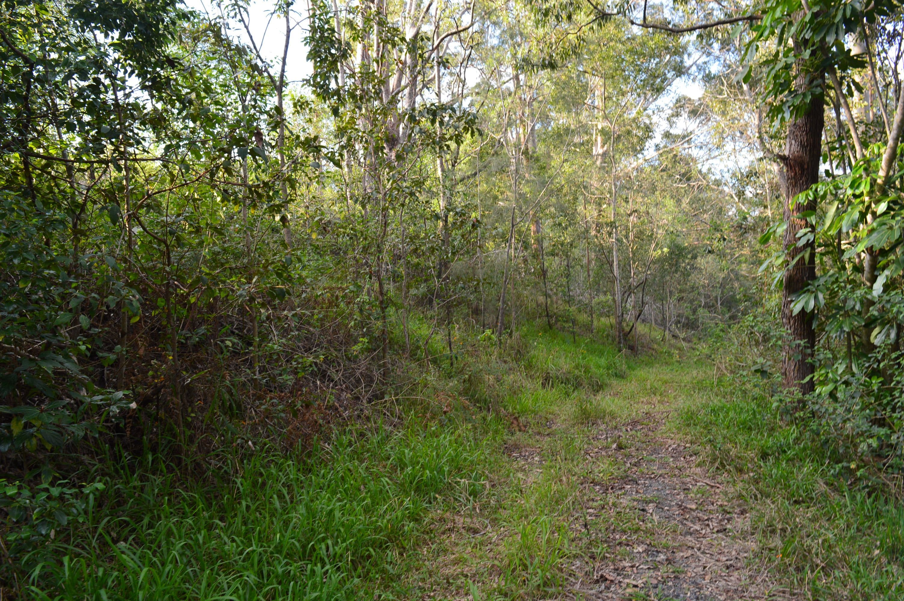 326 Old Peachester Road, Peachester QLD 4519, Peachester - Thumbnail 2