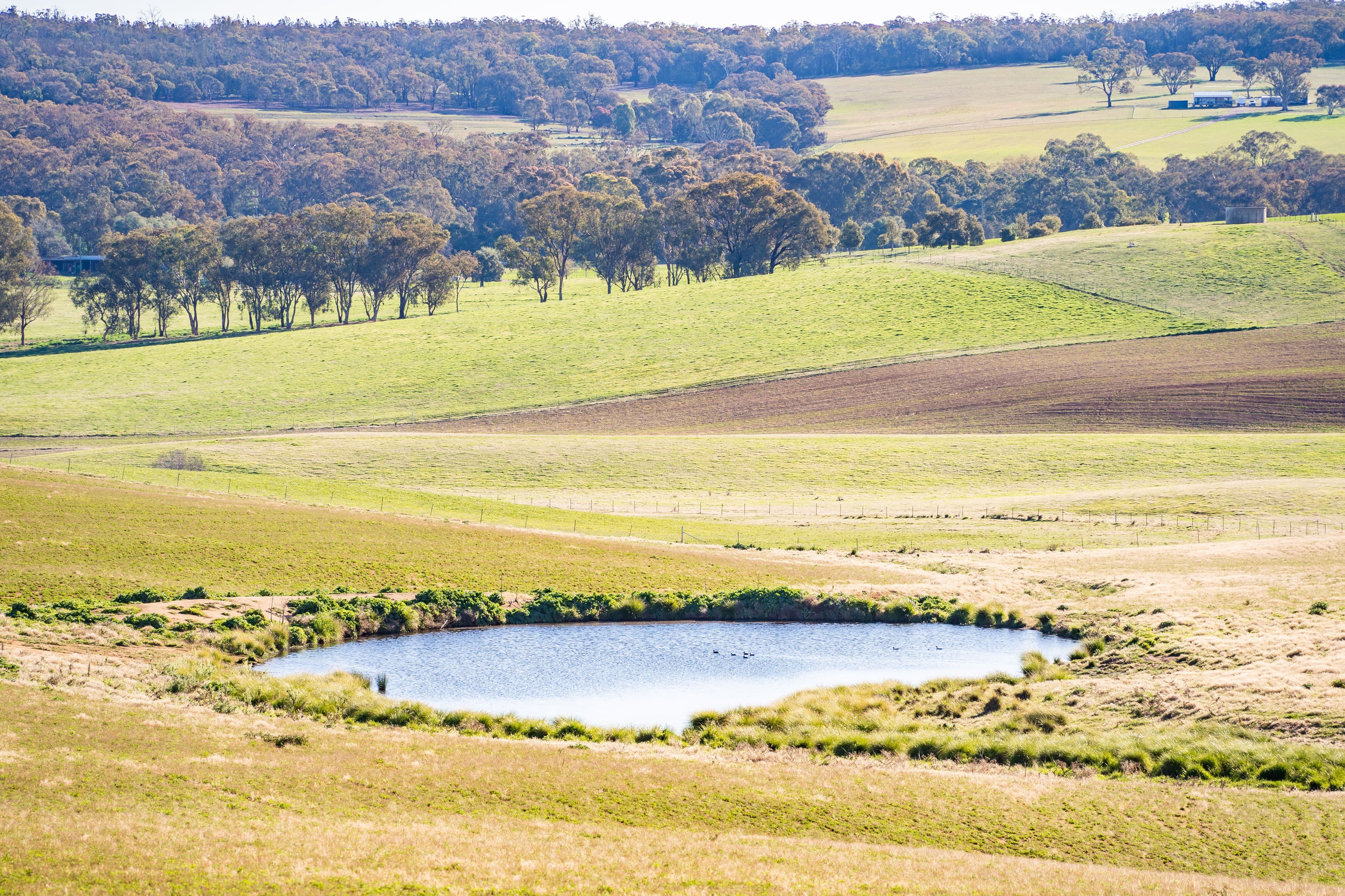 'Eastview' Greenethorpe Road, Greenethorpe NSW 2809, Greenethorpe - Thumbnail 5