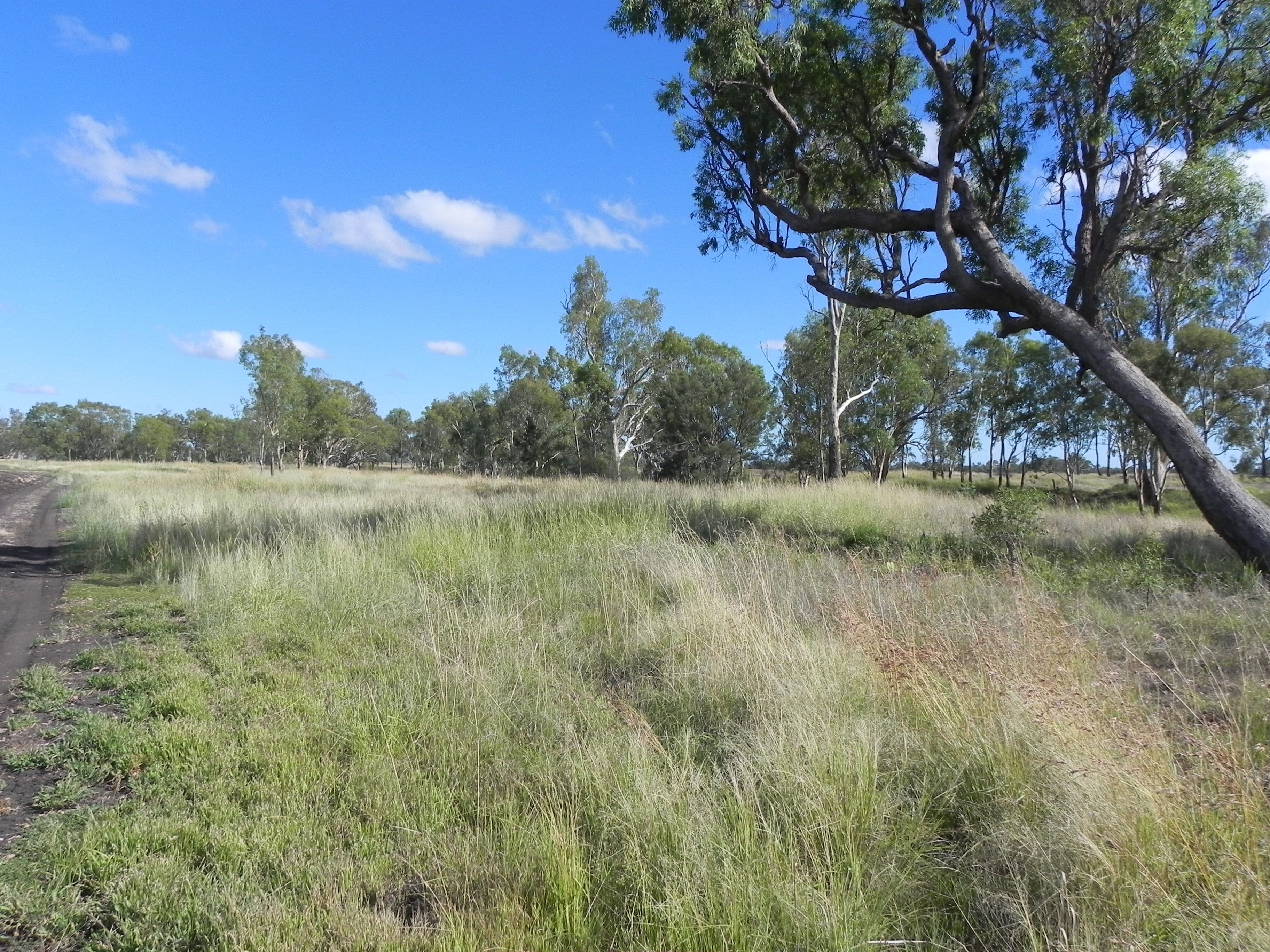 1663 Millmerran Leyburn Road, Tummaville QLD 4352, Tummaville - Thumbnail 5