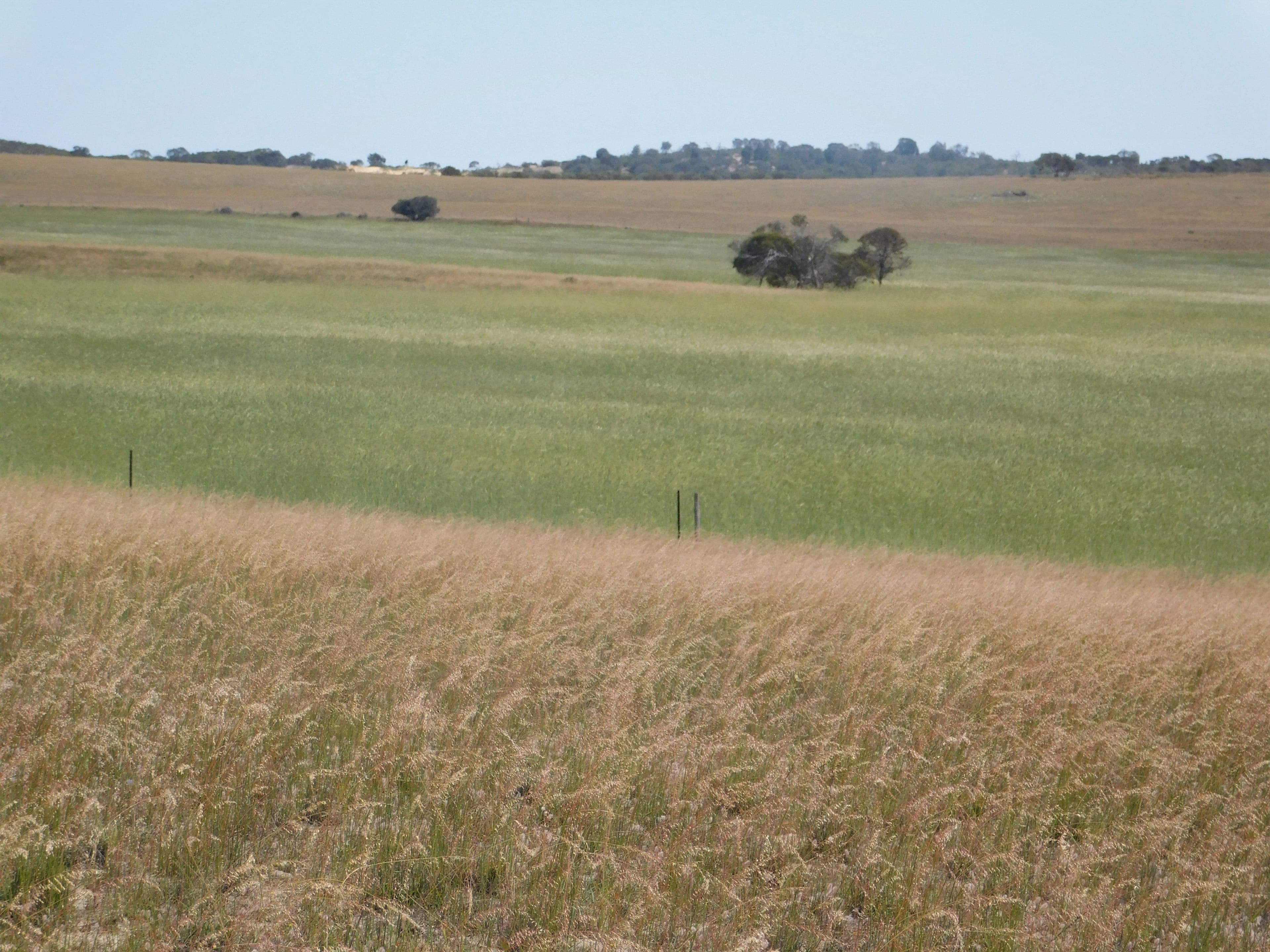 844 Prura Road, Lameroo SA 5302, Lameroo - Thumbnail 3