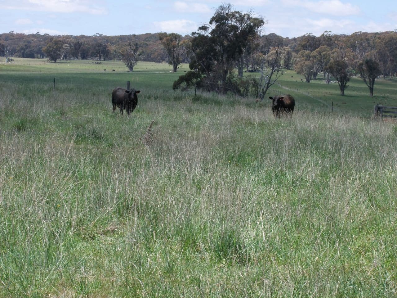 Neville NSW 2799, Neville - Thumbnail 3