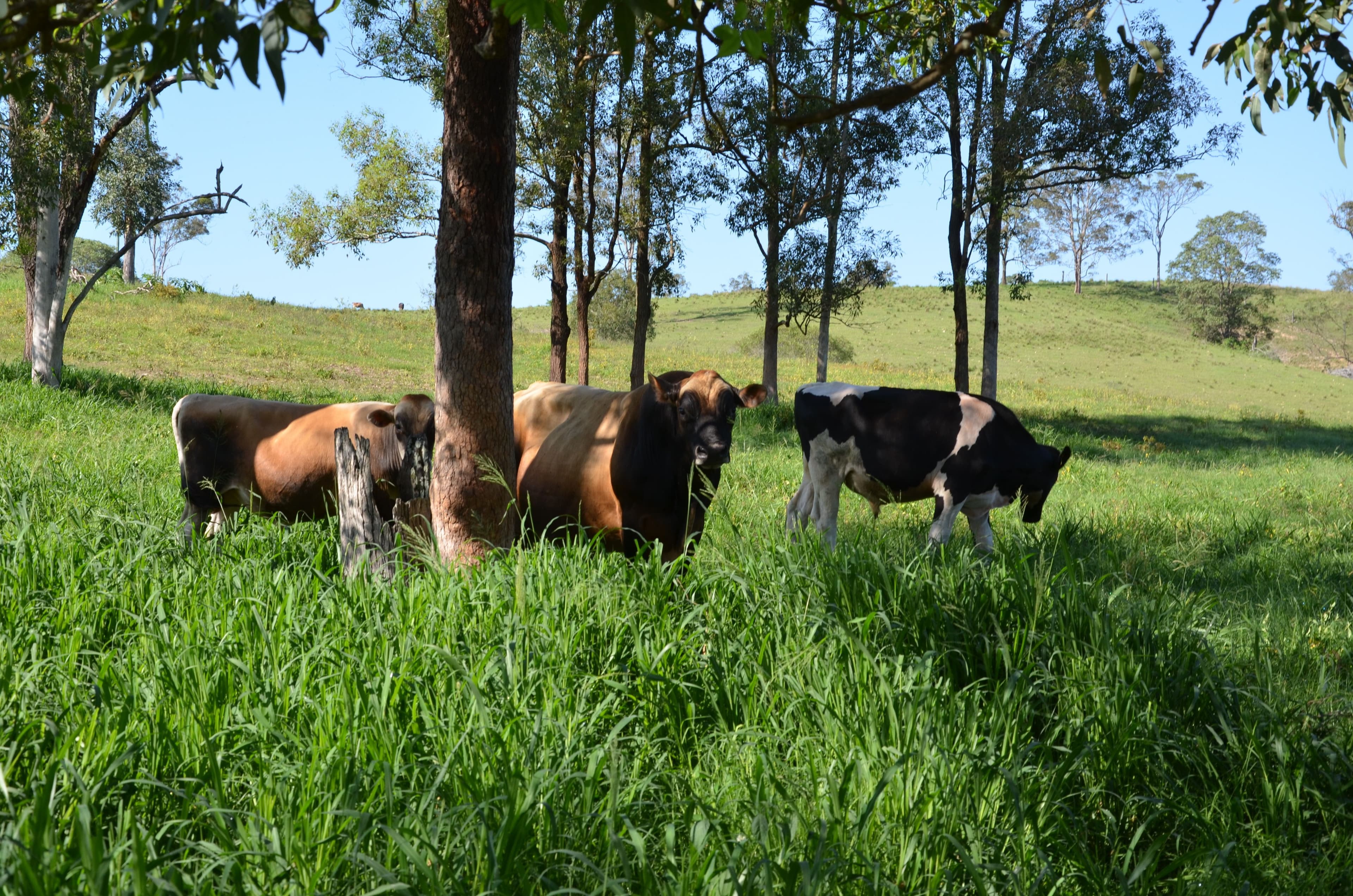 2598 Eumundi Kenilworth Road, Kenilworth QLD 4574, Kenilworth - Thumbnail 5