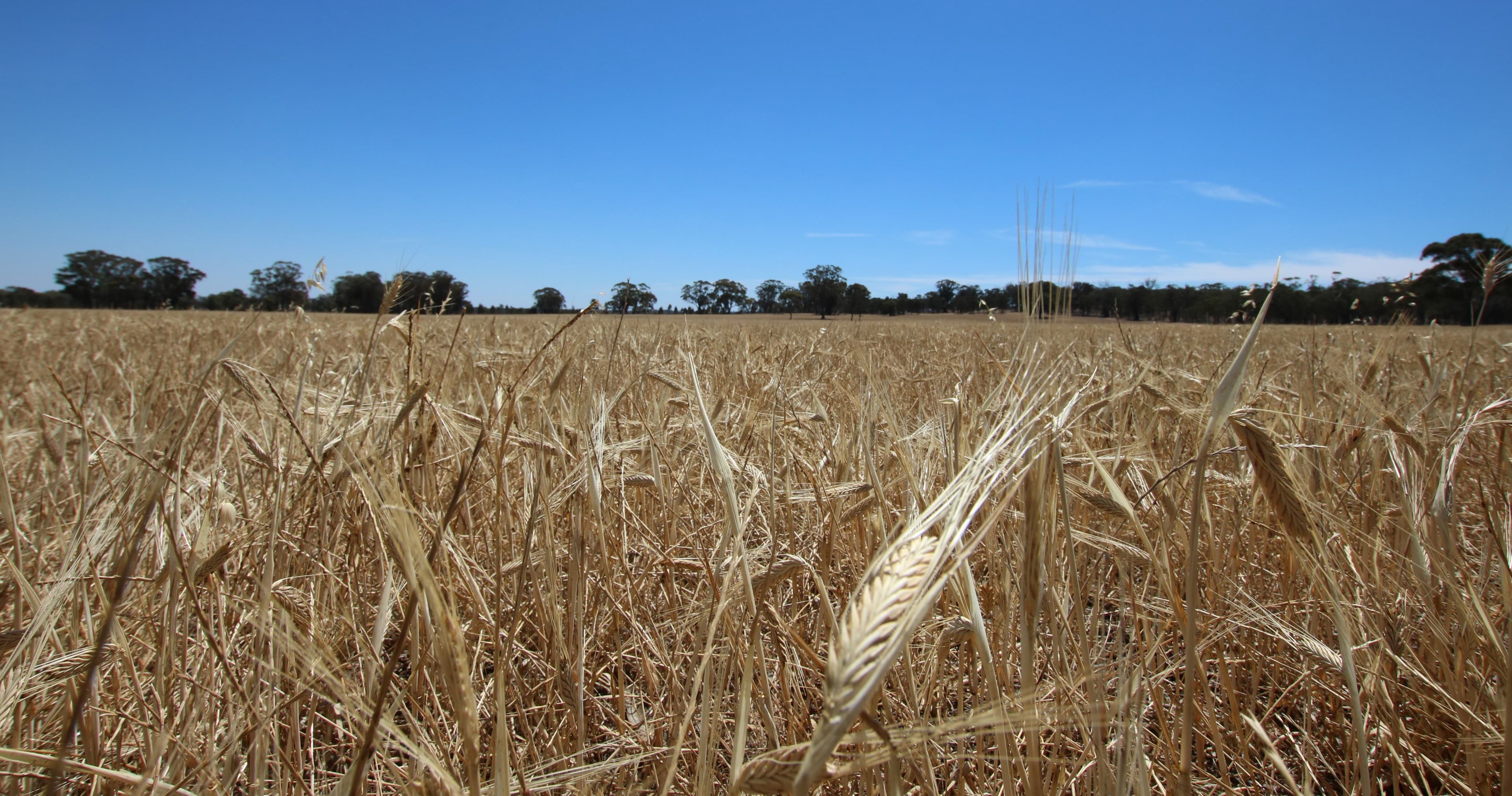 00 Sandy Creek Road, ROSTRON VIC 3477, Rostron - Thumbnail 3