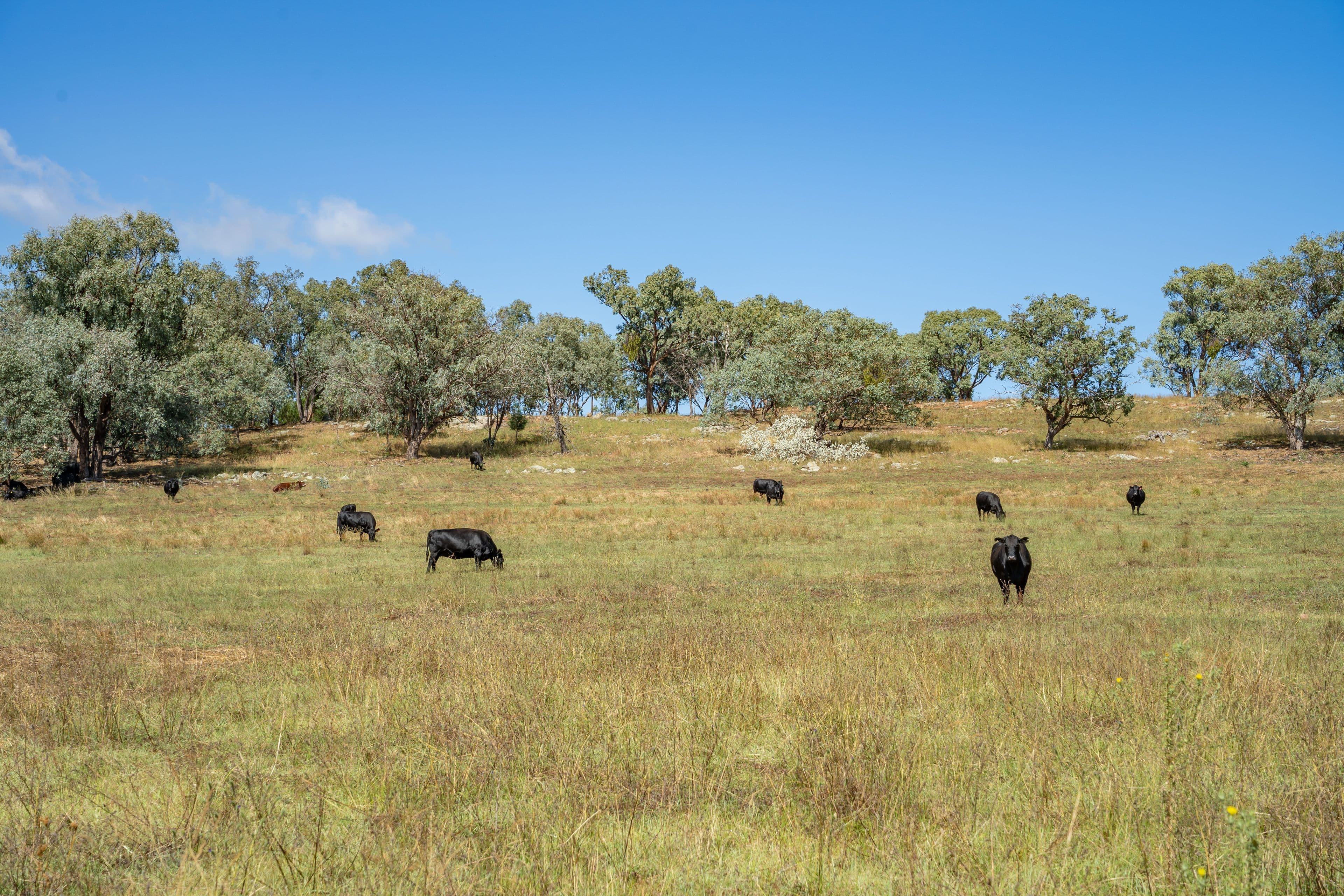73 Tallarook Road, Cowra NSW 2794, Cowra - Thumbnail 5