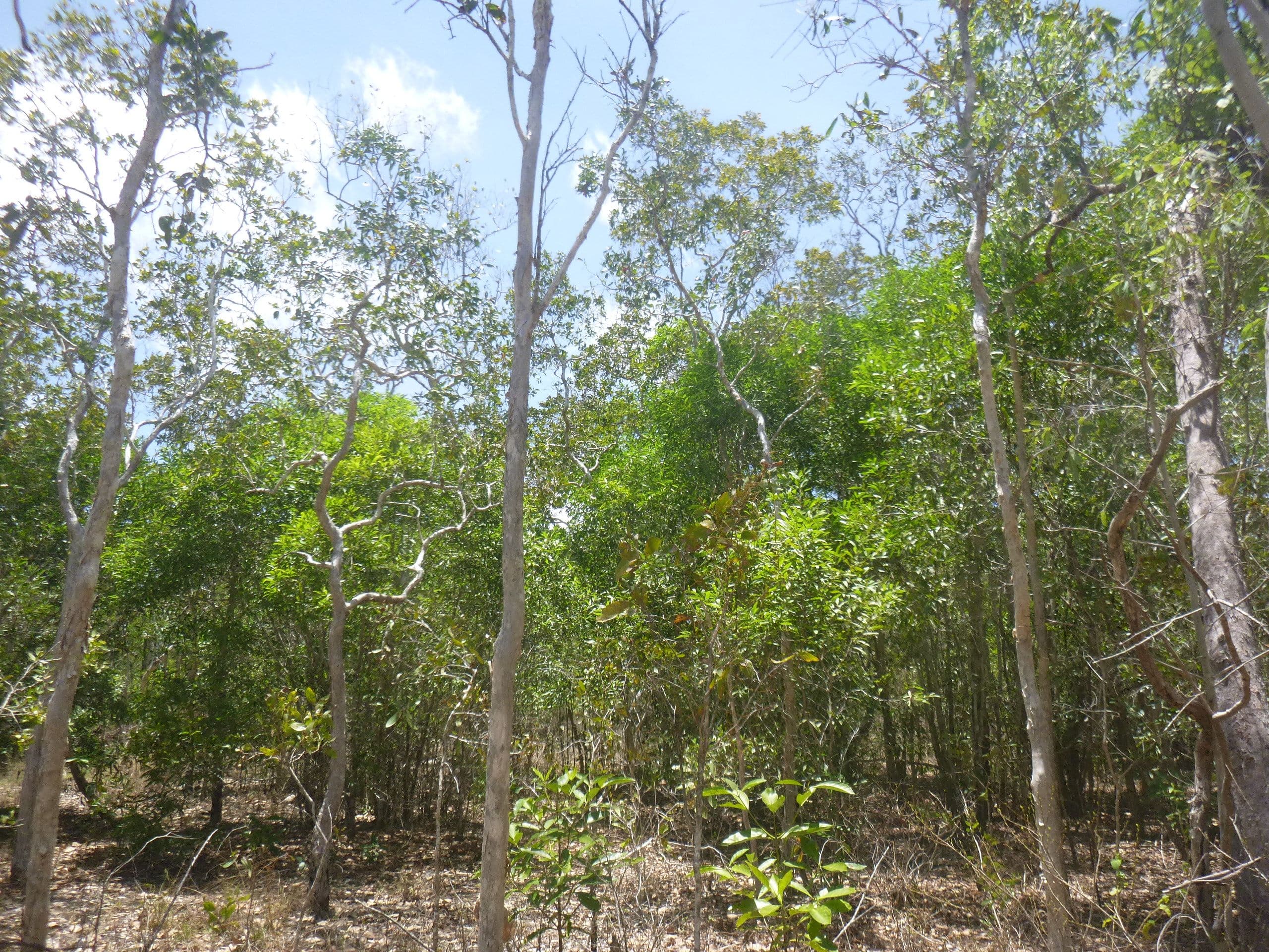 Lot 56 Solander Road, Cooktown QLD 4895, Cooktown - Thumbnail 4