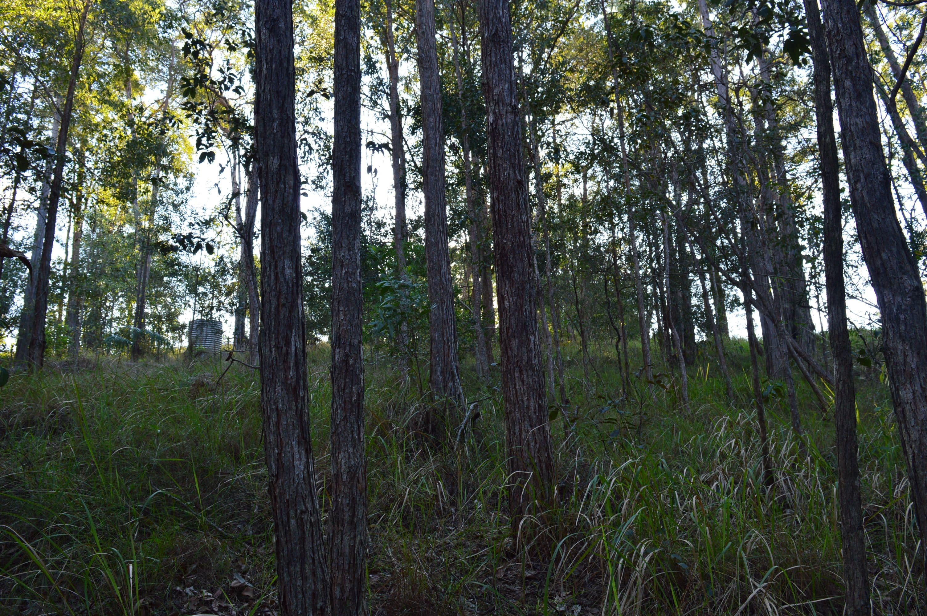 326 Old Peachester Road, Peachester QLD 4519, Peachester - Thumbnail 7