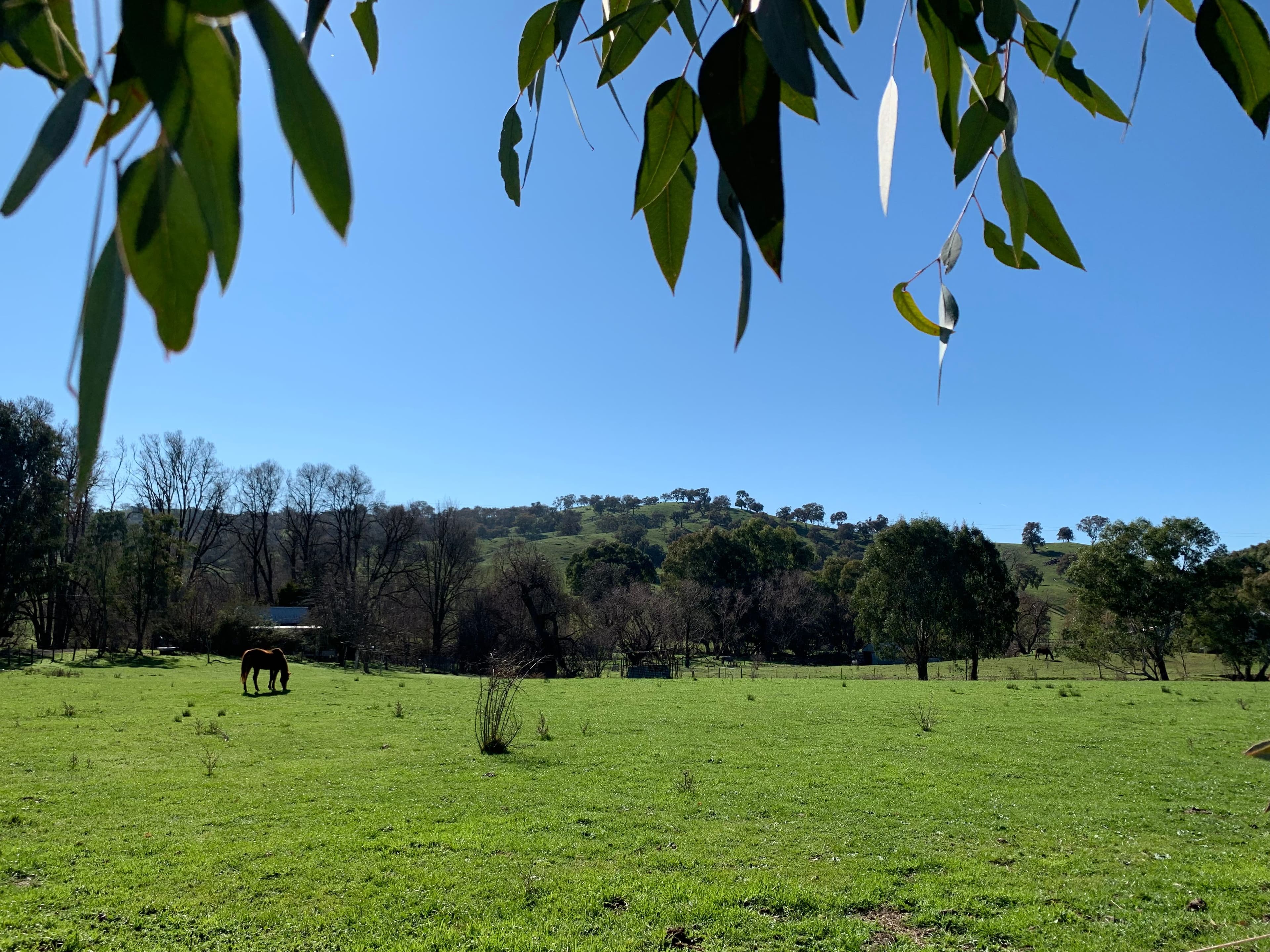 736 Woomargama Way, Woomargama NSW 2644, Woomargama - Thumbnail 7