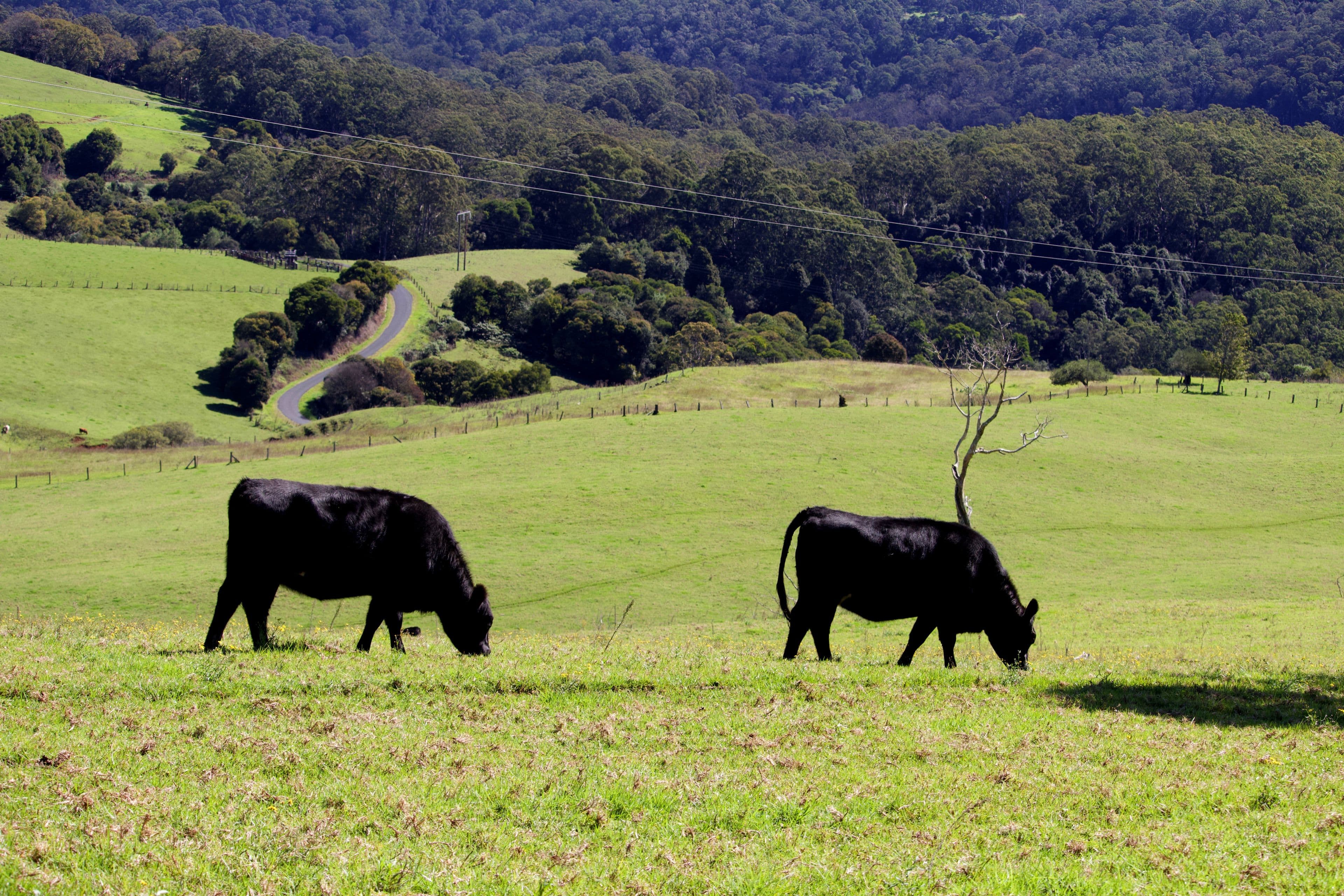 Dorrigo NSW 2453, Dorrigo - Thumbnail 3