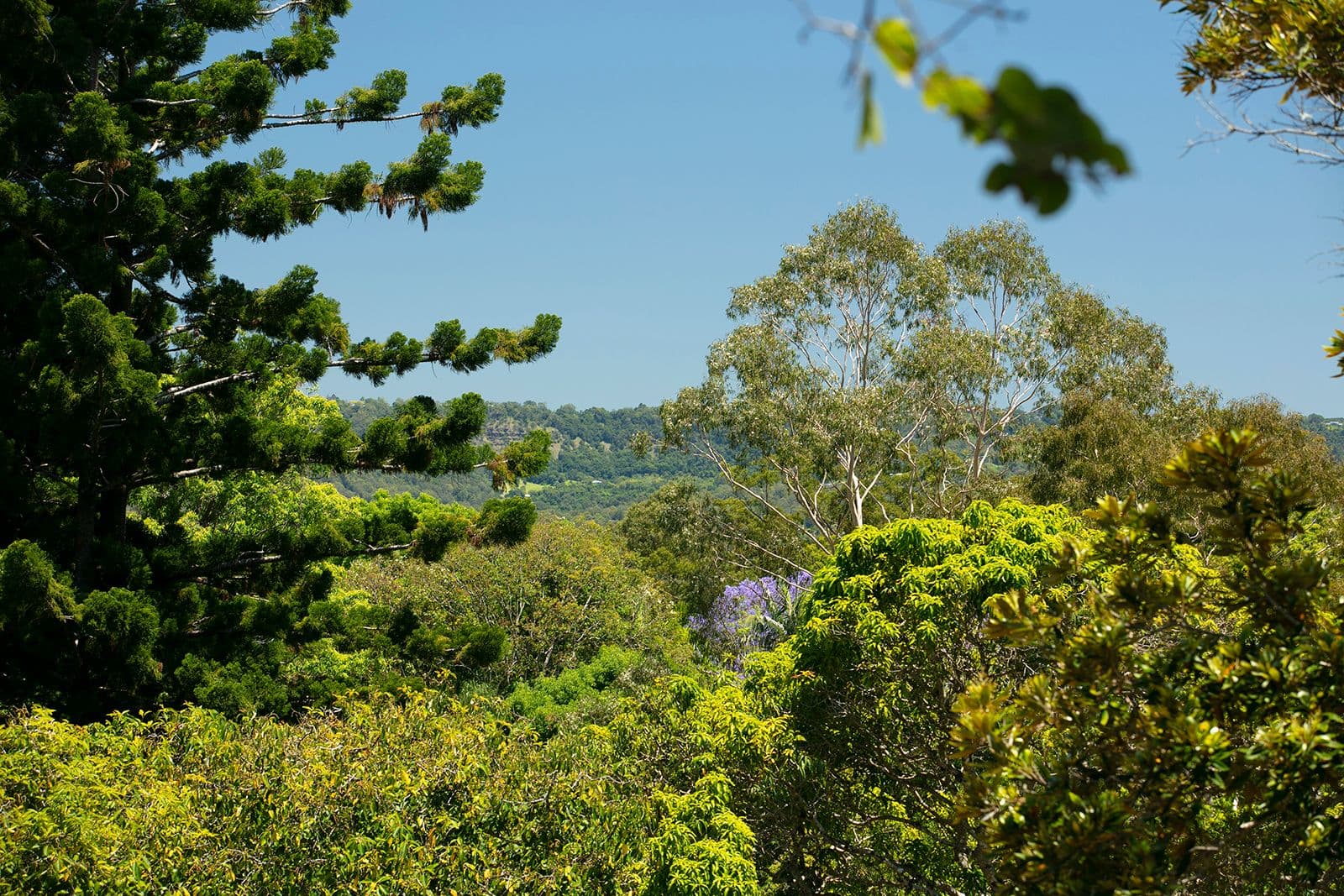 4 Wilson Lane, Woombye QLD 4559, Woombye - Thumbnail 6