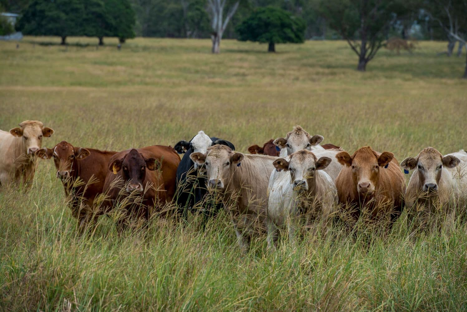 108 Undullah Road, Woodhill QLD 4285, Woodhill - Thumbnail 6
