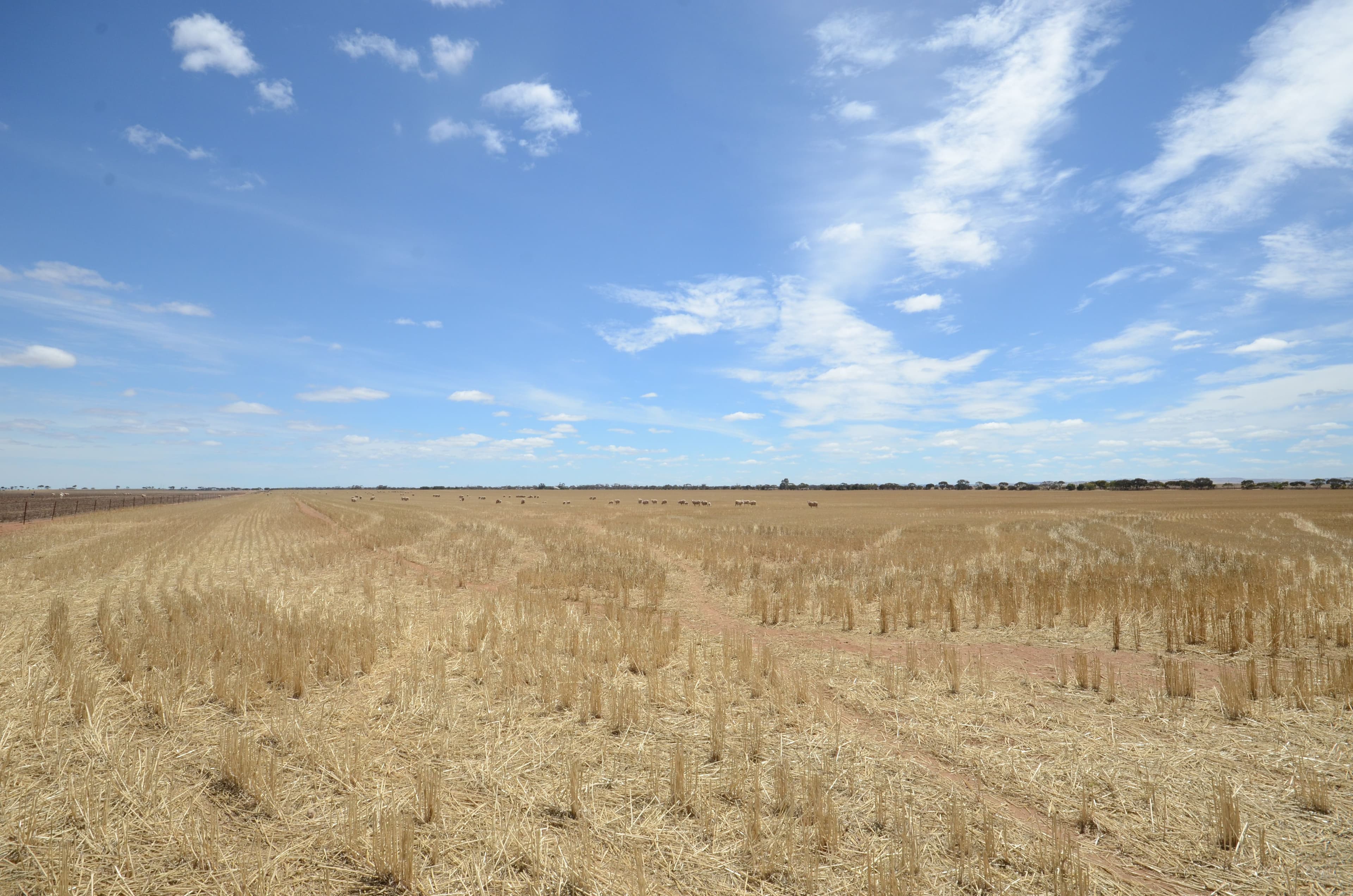 "Tiroroa" Blyth Road, Blyth SA 5462, Blyth - Thumbnail 6