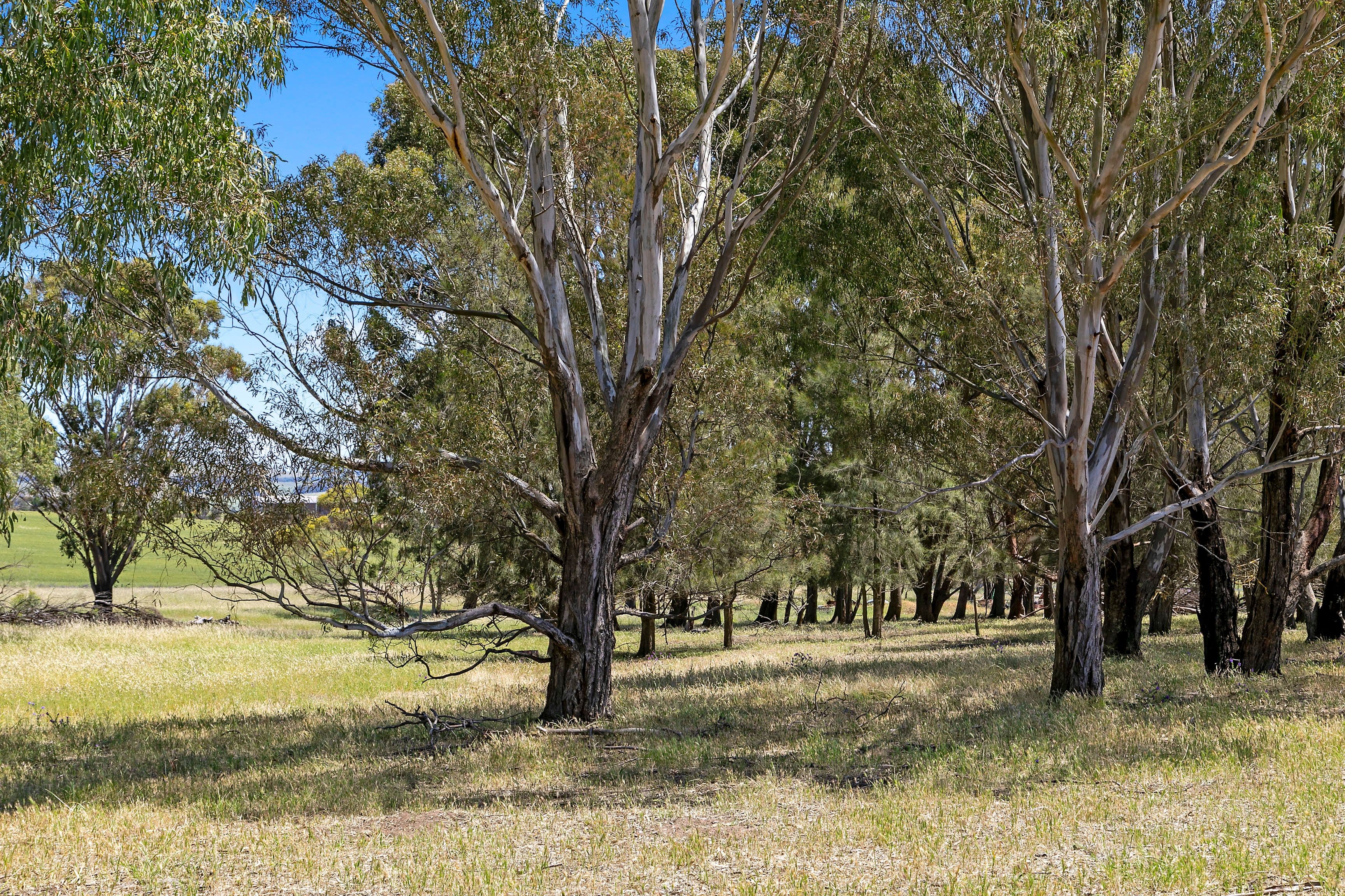 'Horse Paddock', Betterson Road, Hill River SA 5453, Hill River - Thumbnail 6