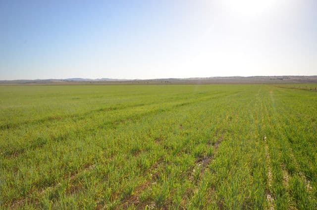 "Hogbens" Lot 494 Sings Road, Manoora SA 5414, Manoora - Thumbnail 4