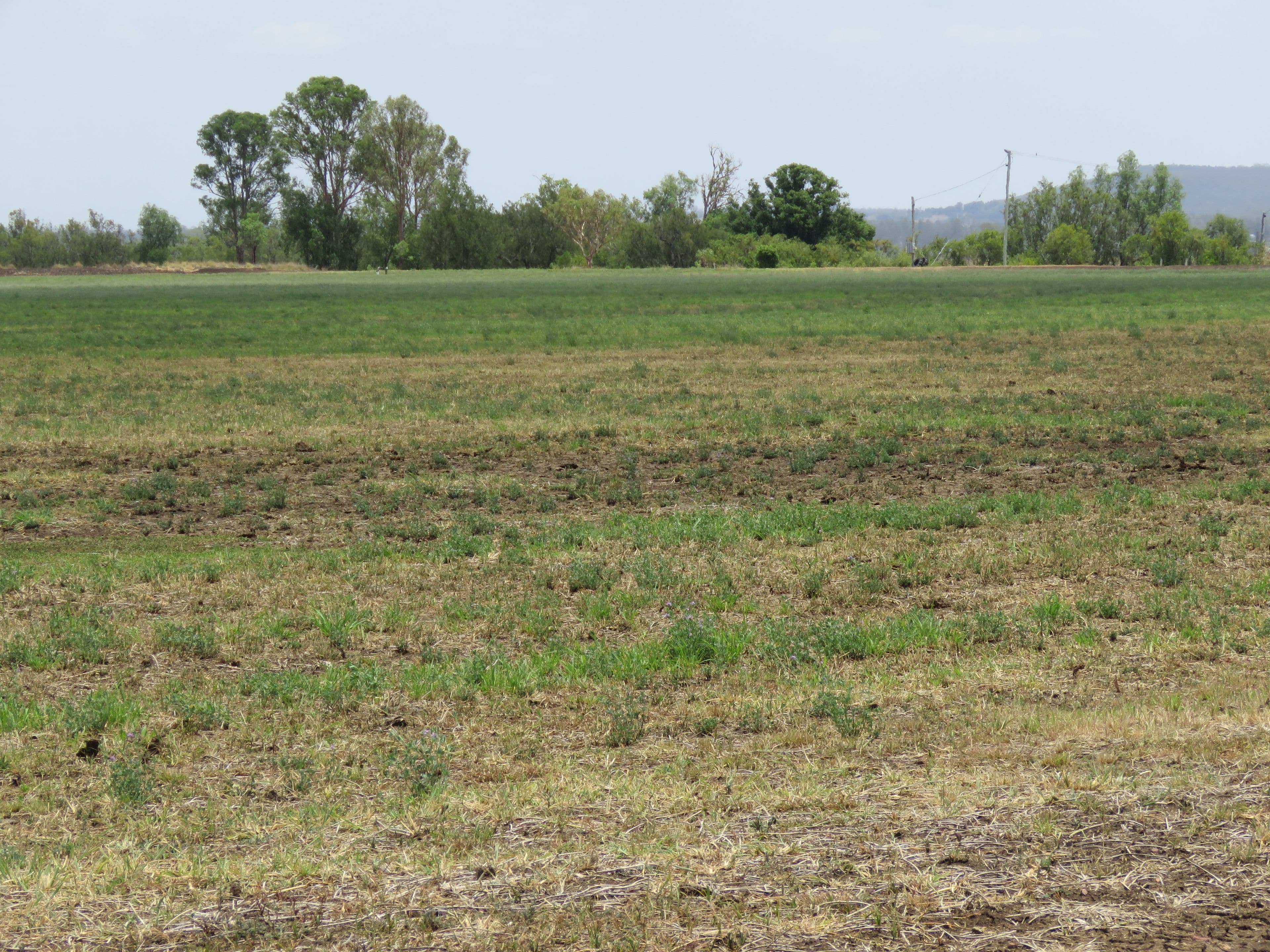 187 Campbells Road, Mondure QLD 4611, Mondure - Thumbnail 2