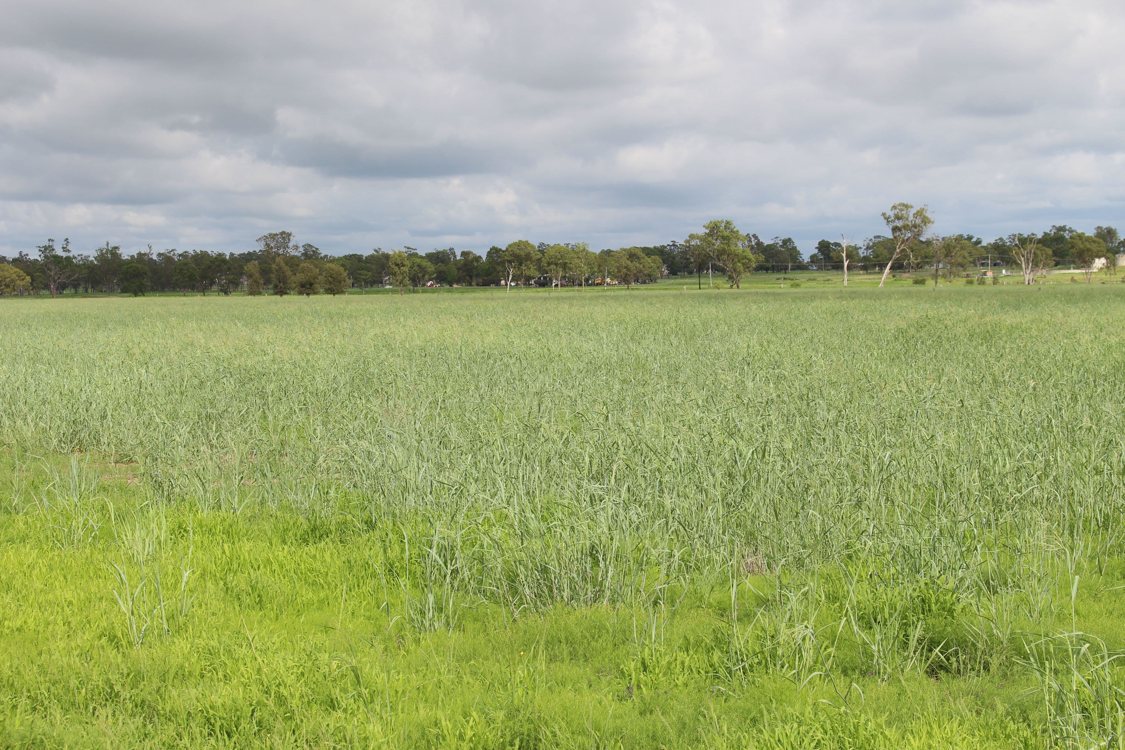 7852 Gore Highway, Millmerran QLD 4357, Millmerran - Thumbnail 6