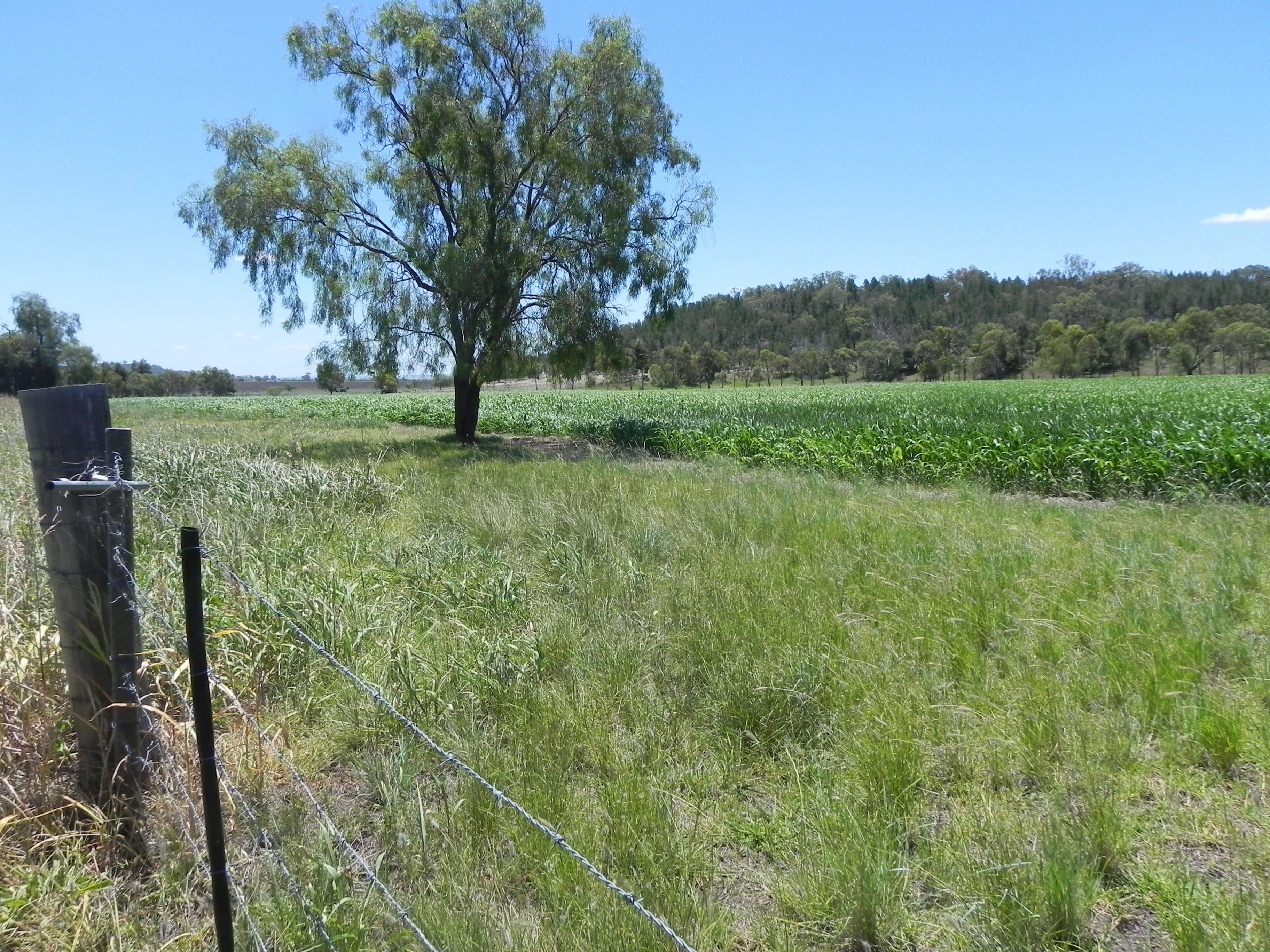 0 Wyangapinni Road, Stoneleigh, Pittsworth QLD 4356, Pittsworth - Thumbnail 6