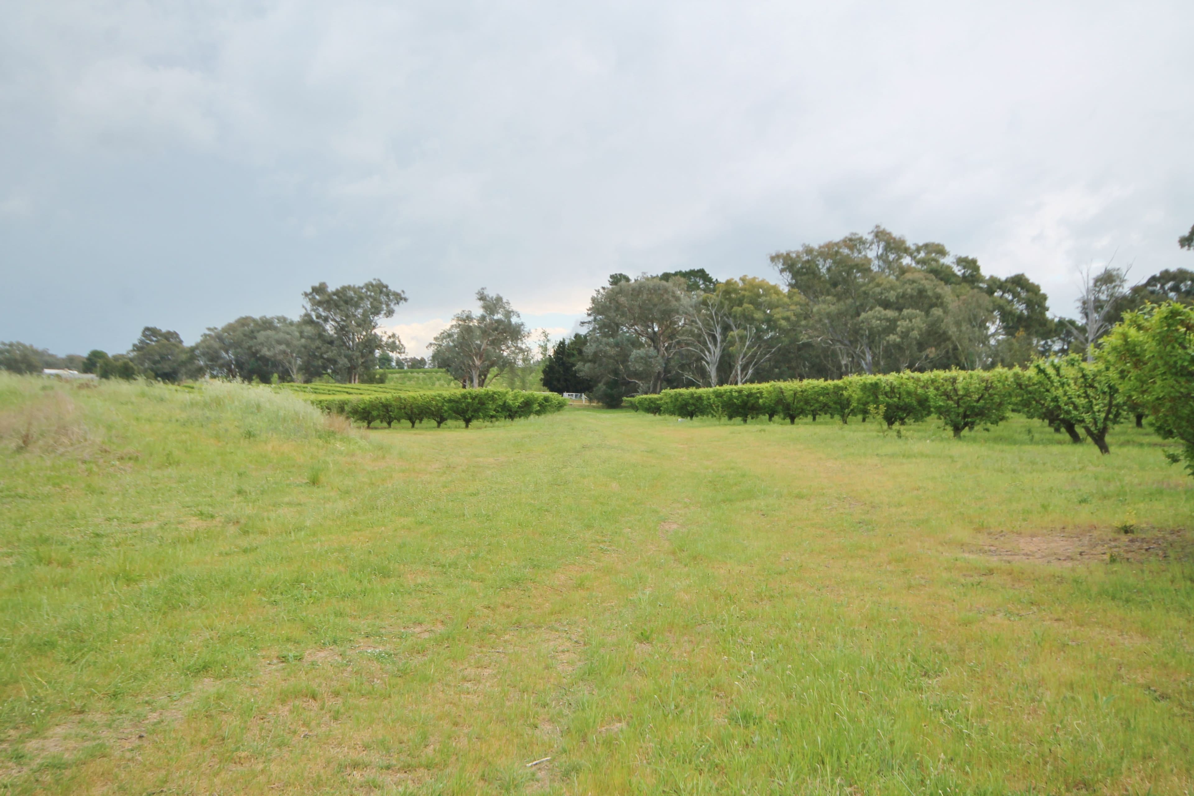 189 Jasprizza Lane, Young NSW 2594, Young - Thumbnail 3
