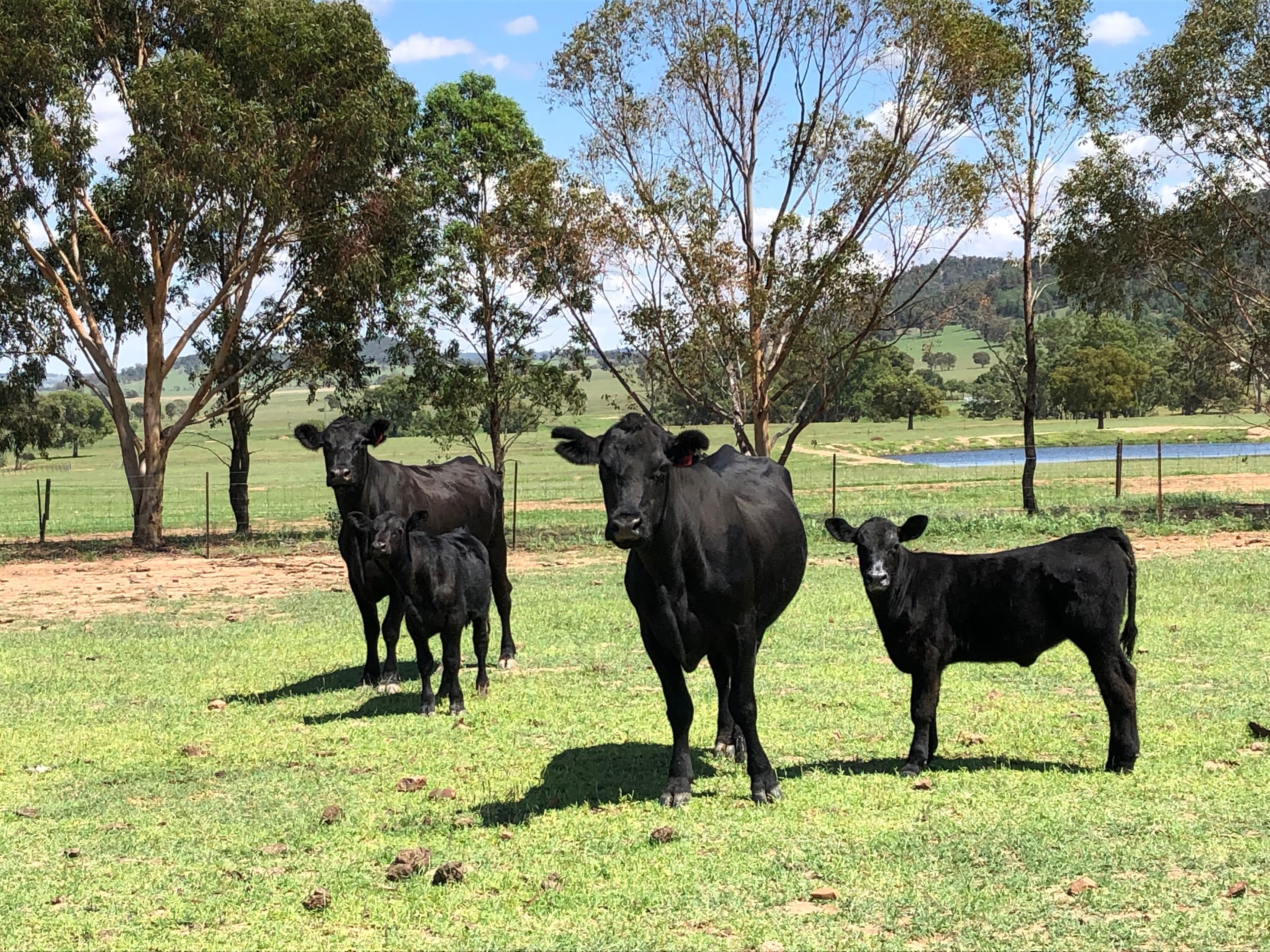 Eugowra NSW 2806, Eugowra - Thumbnail 8
