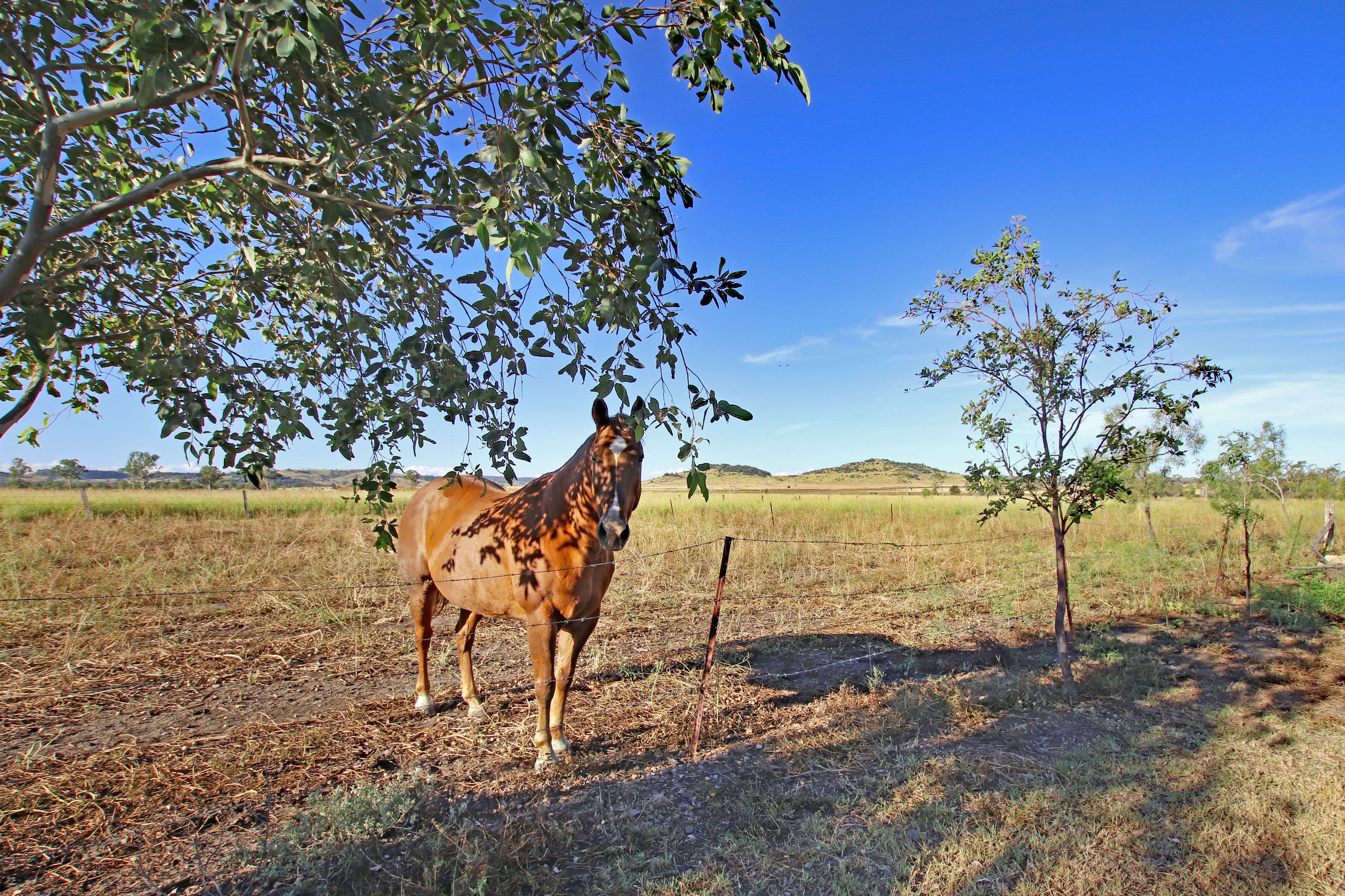 102 Cocks Millard Road, Thangool QLD 4716, Thangool - Image 1