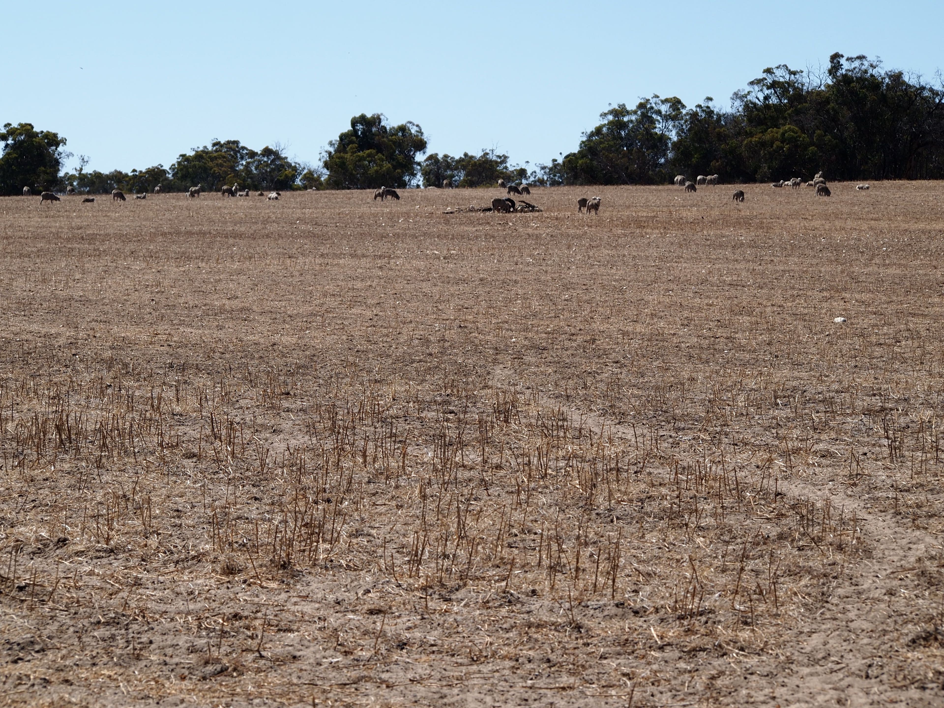 Muja Downs, Albany Highway, Beaufort River WA 6394, Beaufort River - Thumbnail 6