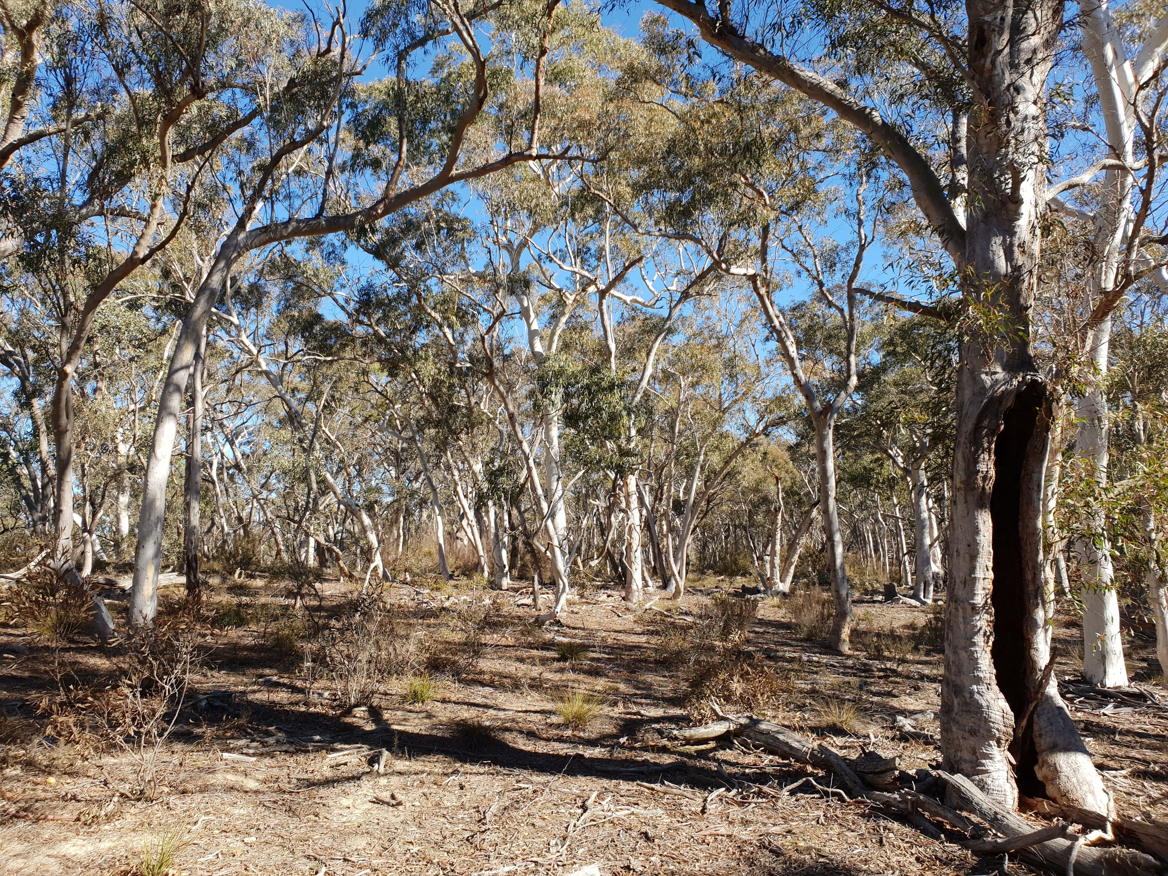 67 Stewarts Crossing Road, Braidwood NSW 2622, Braidwood - Thumbnail 6