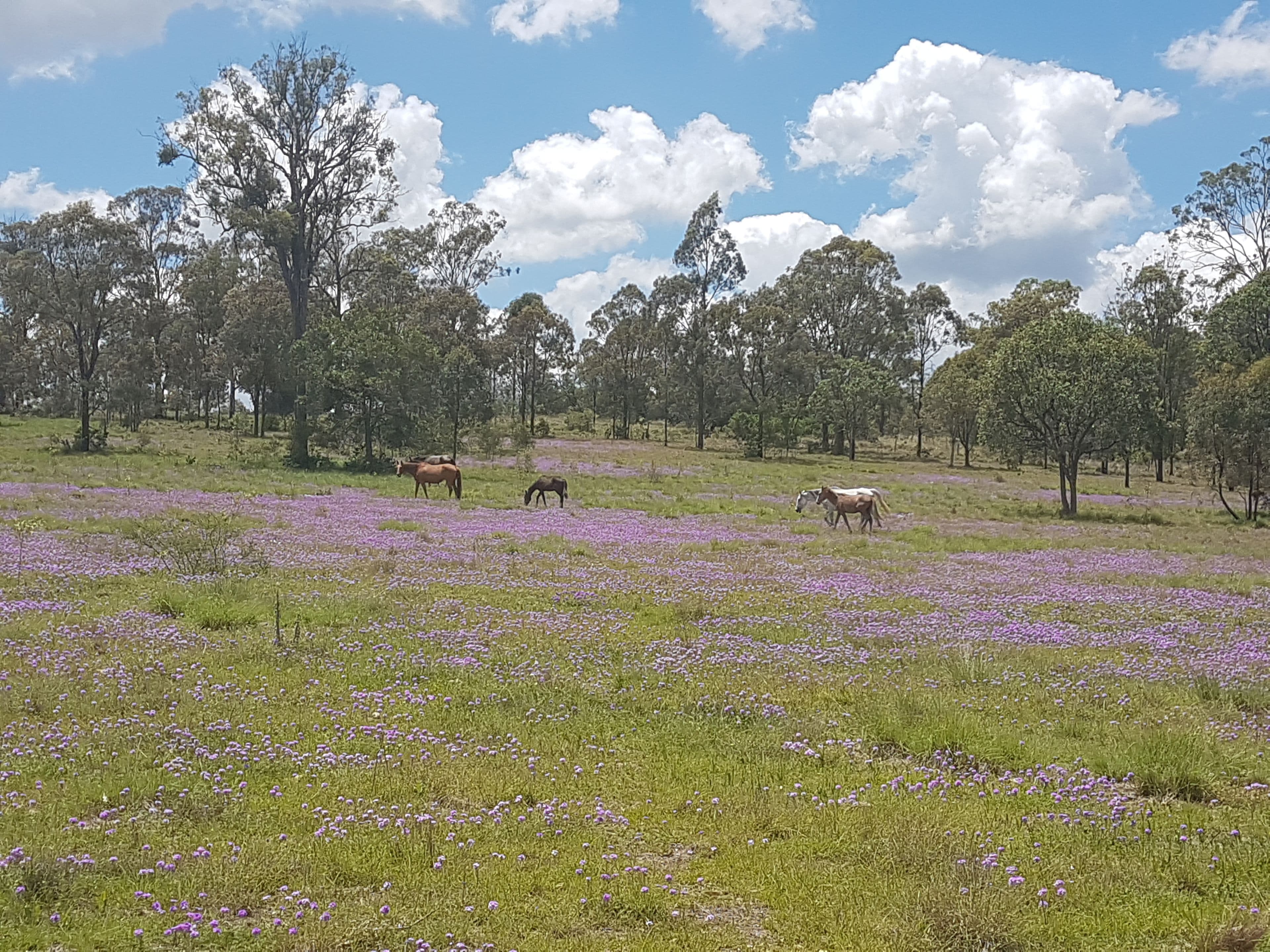 3303 New England Highway, Cooyar QLD 4402, Cooyar - Thumbnail 7