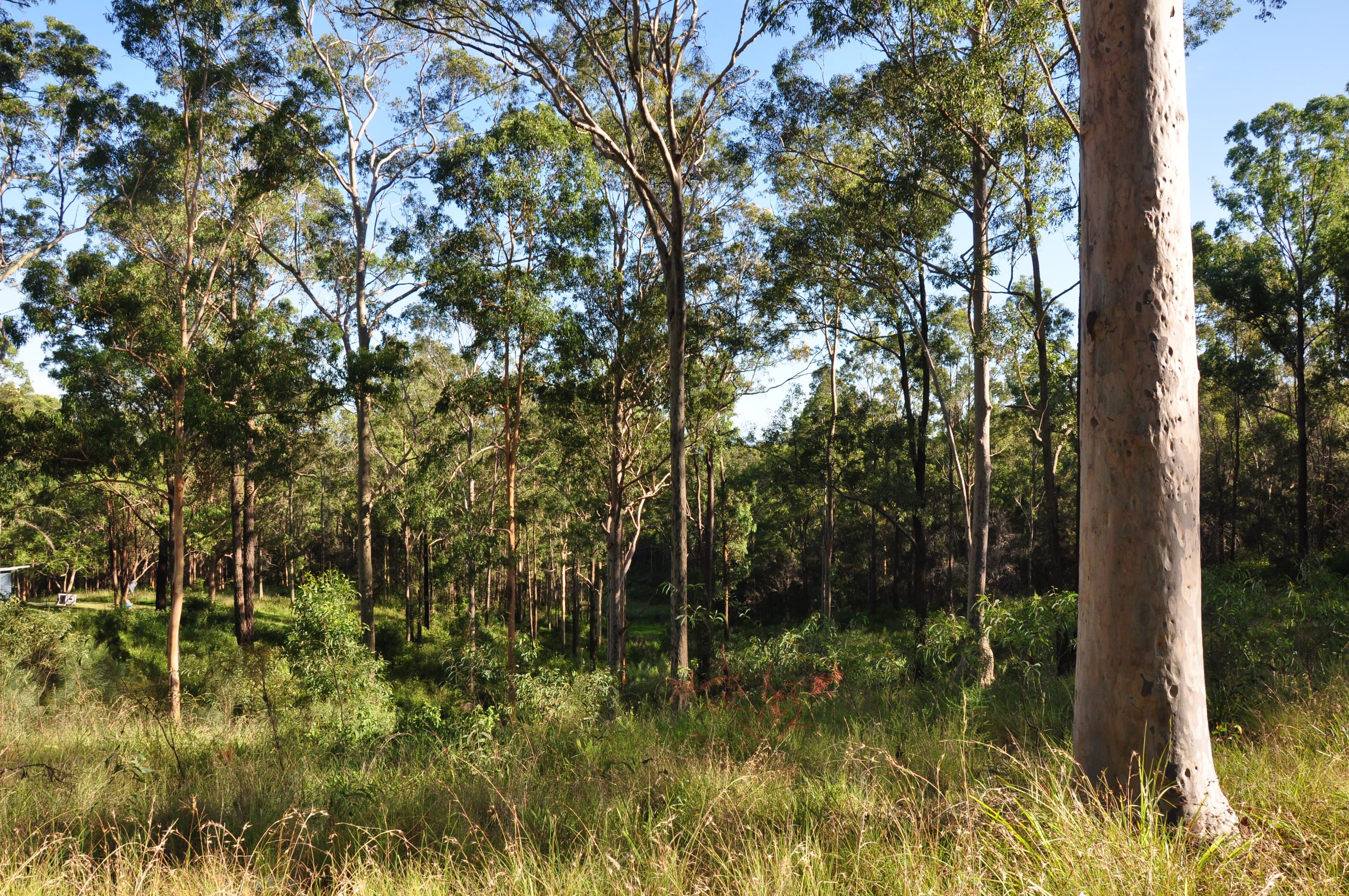 718 Pipers Creek Road, Dondingalong NSW 2440, Dondingalong - Thumbnail 2
