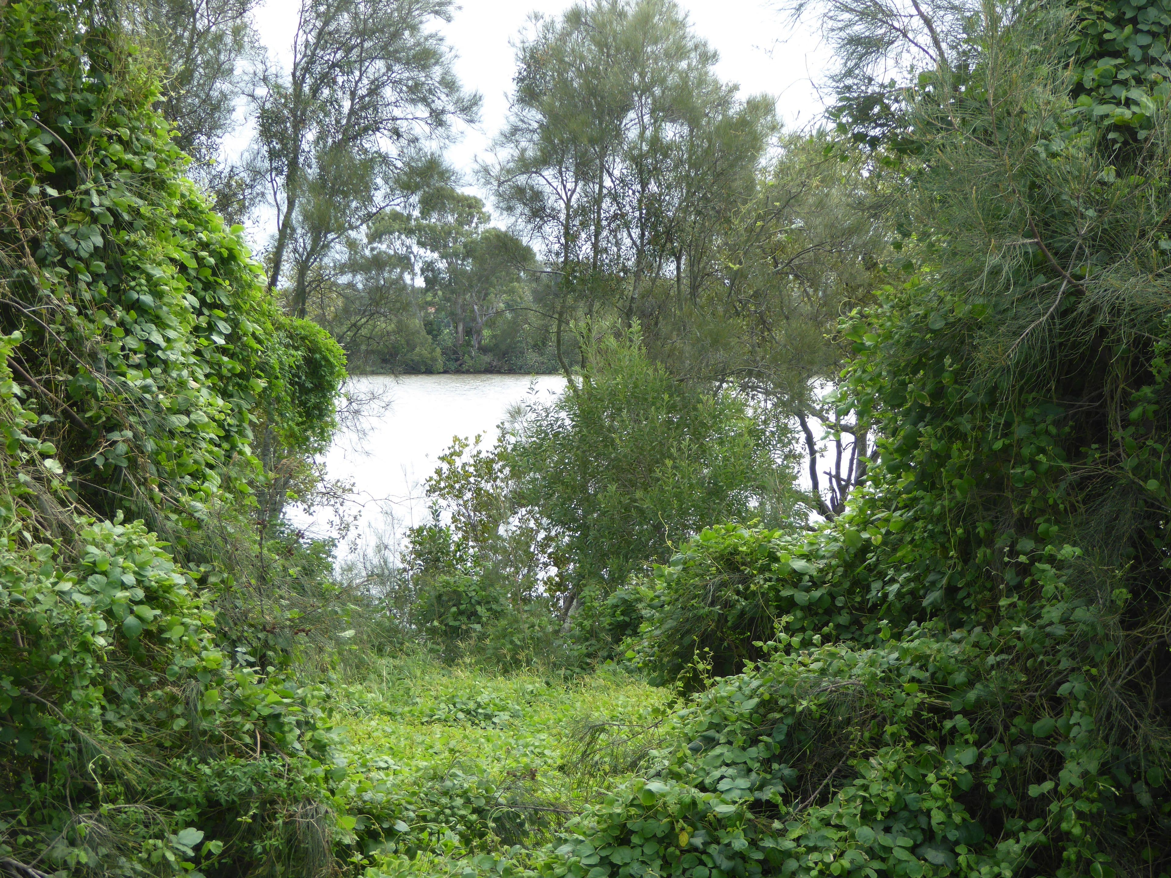 95 River Links Boulevard East, Helensvale QLD 4212, Helensvale - Thumbnail 5