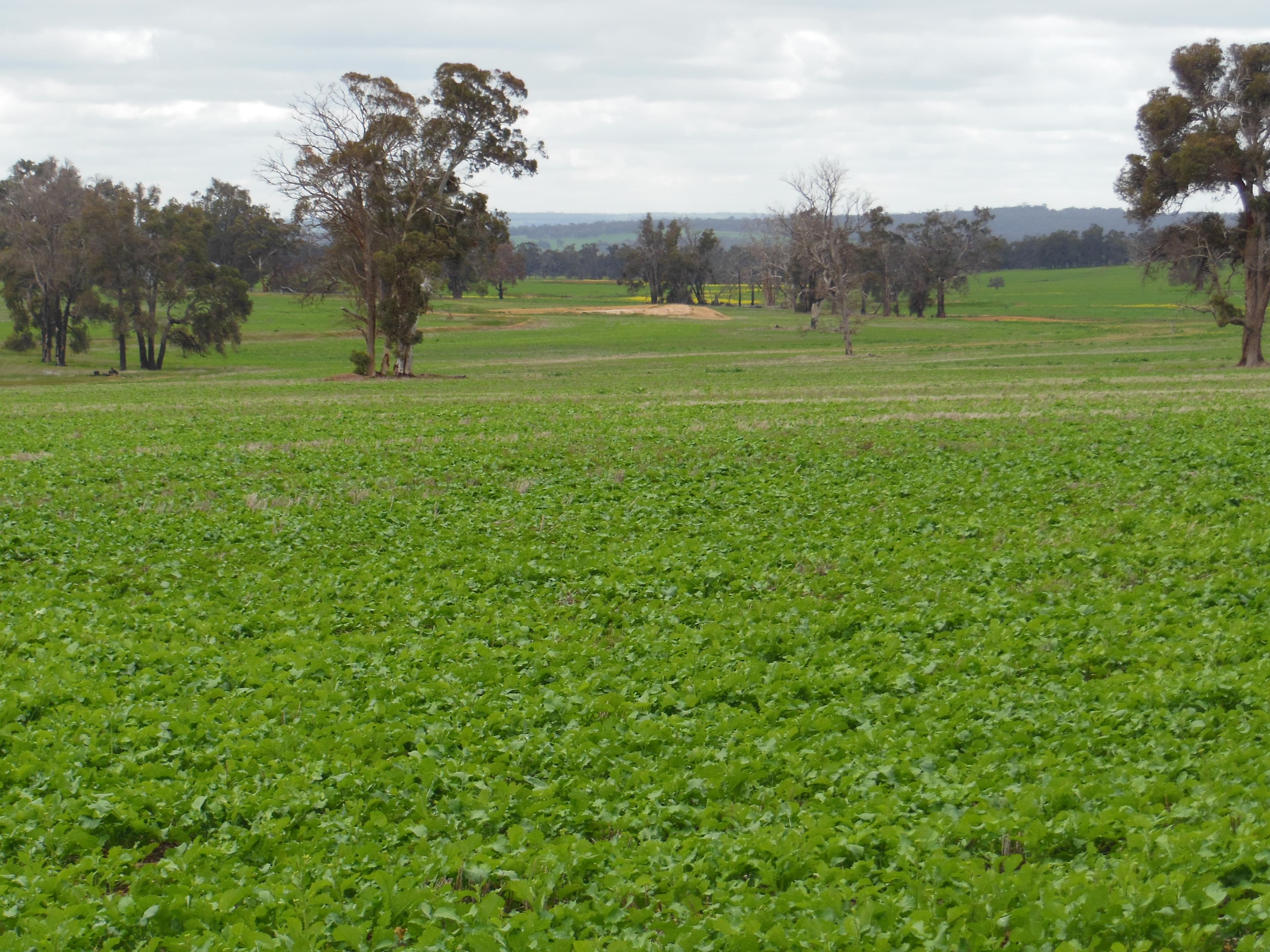 Avonlea Hall Road, Moodiarrup WA 6393, Moodiarrup - Thumbnail 2