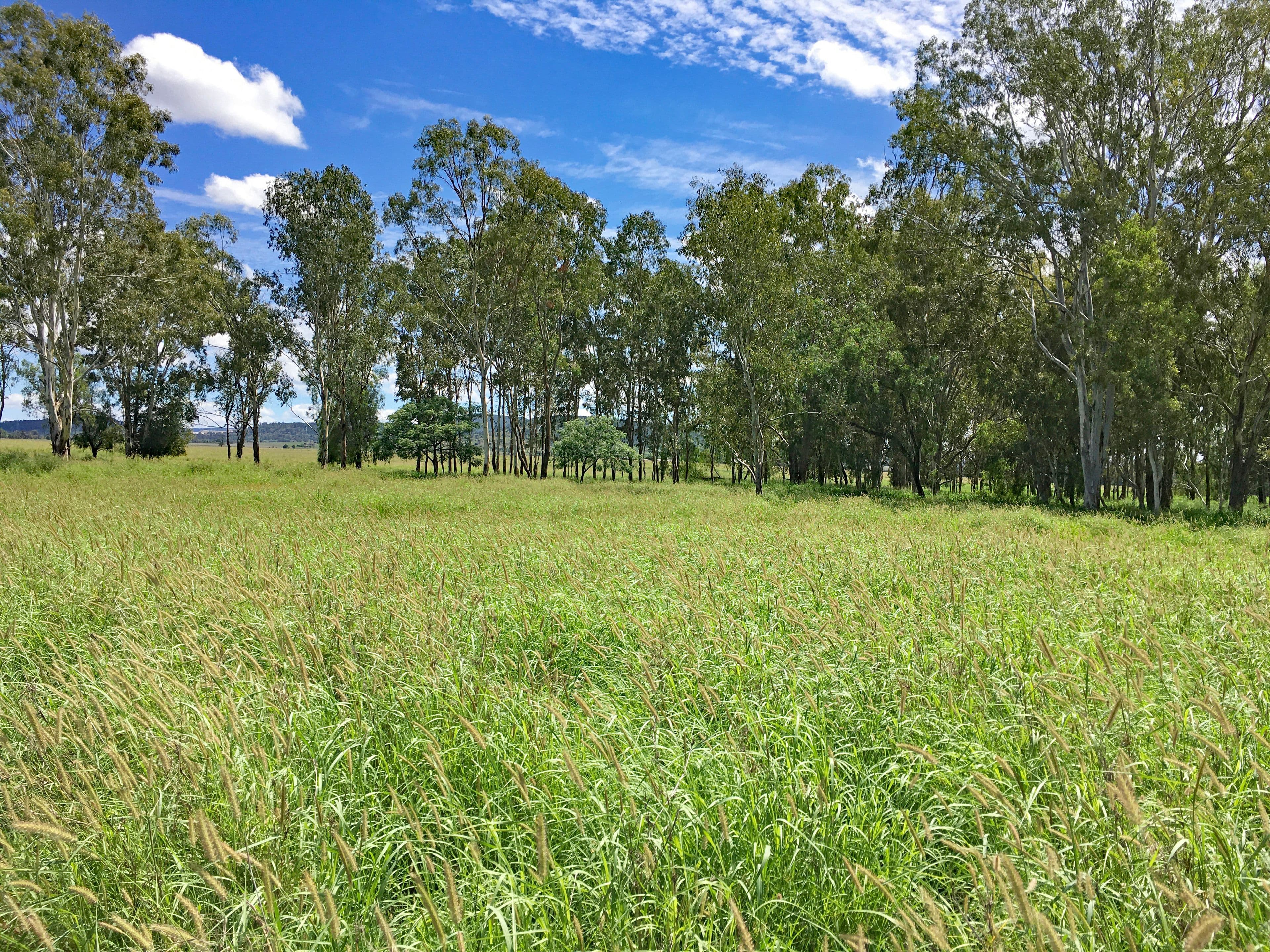 225 Biloela Callide Road, Mount Murchison QLD 4715, Mount Murchison - Thumbnail 7