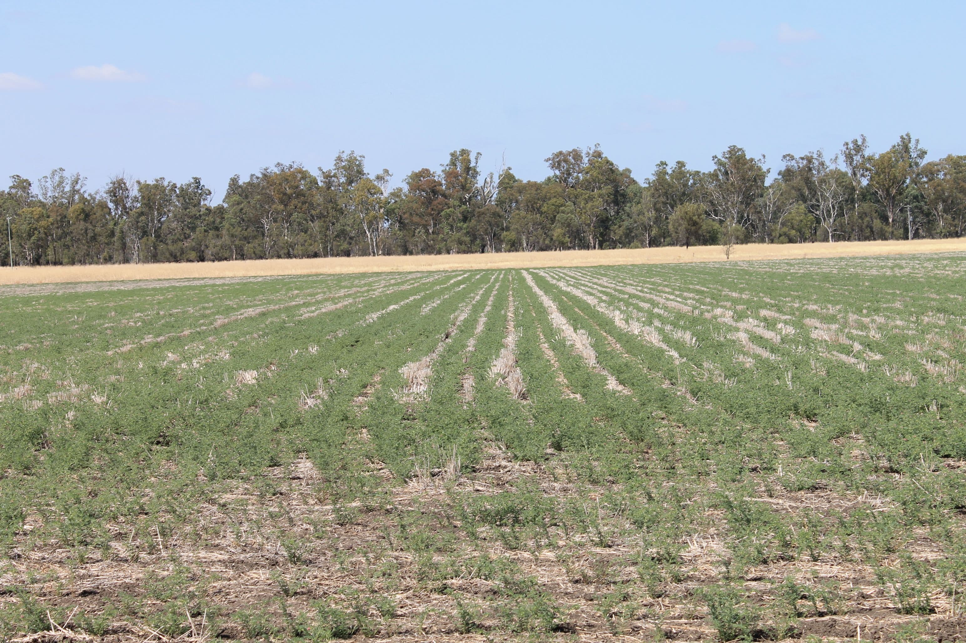 . Millmerran-Cecil Plains Road, Cecil Plains QLD 4407, Cecil Plains - Thumbnail 7