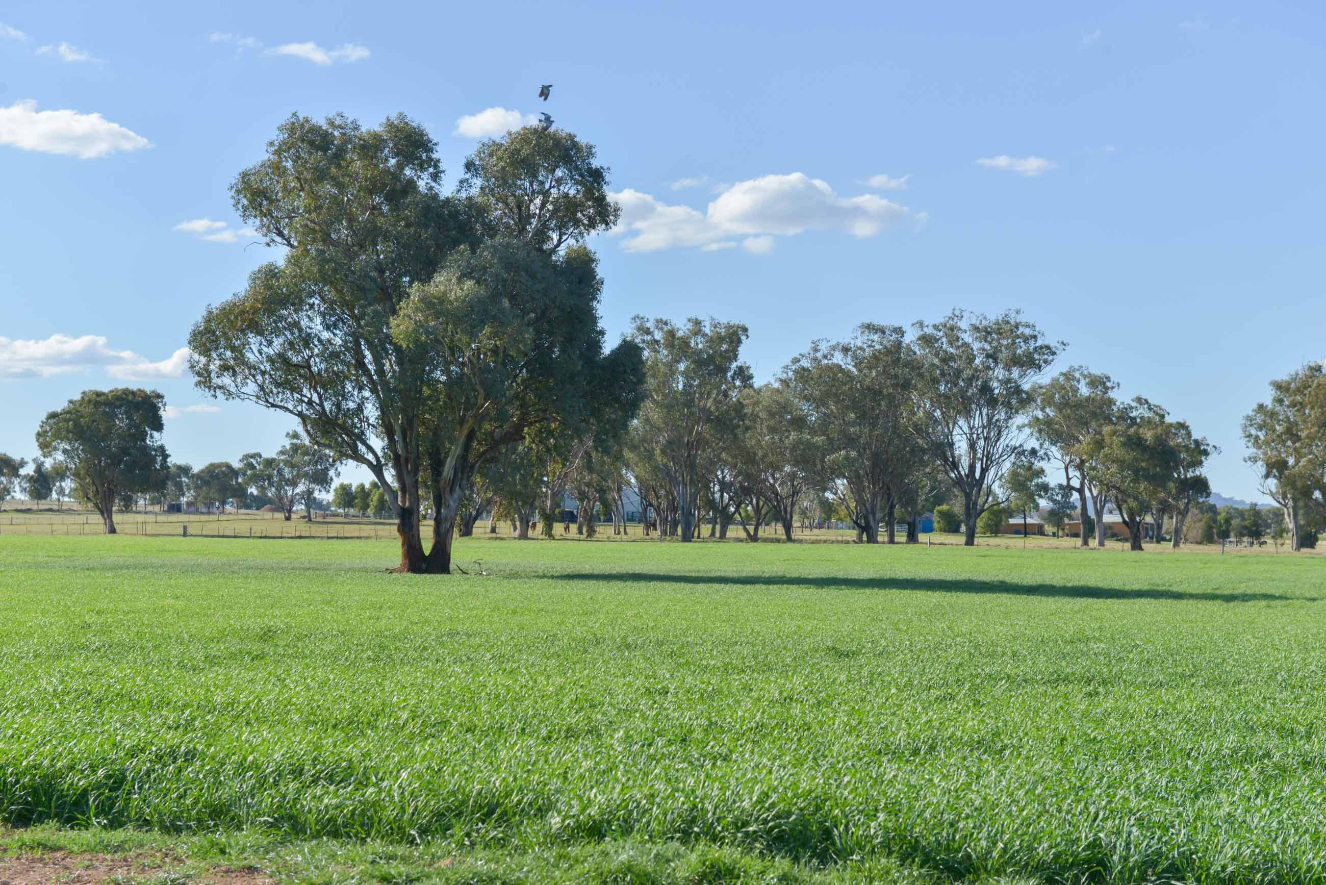 1009 Wallamore Road, Tamworth NSW 2340, Tamworth - Image 1