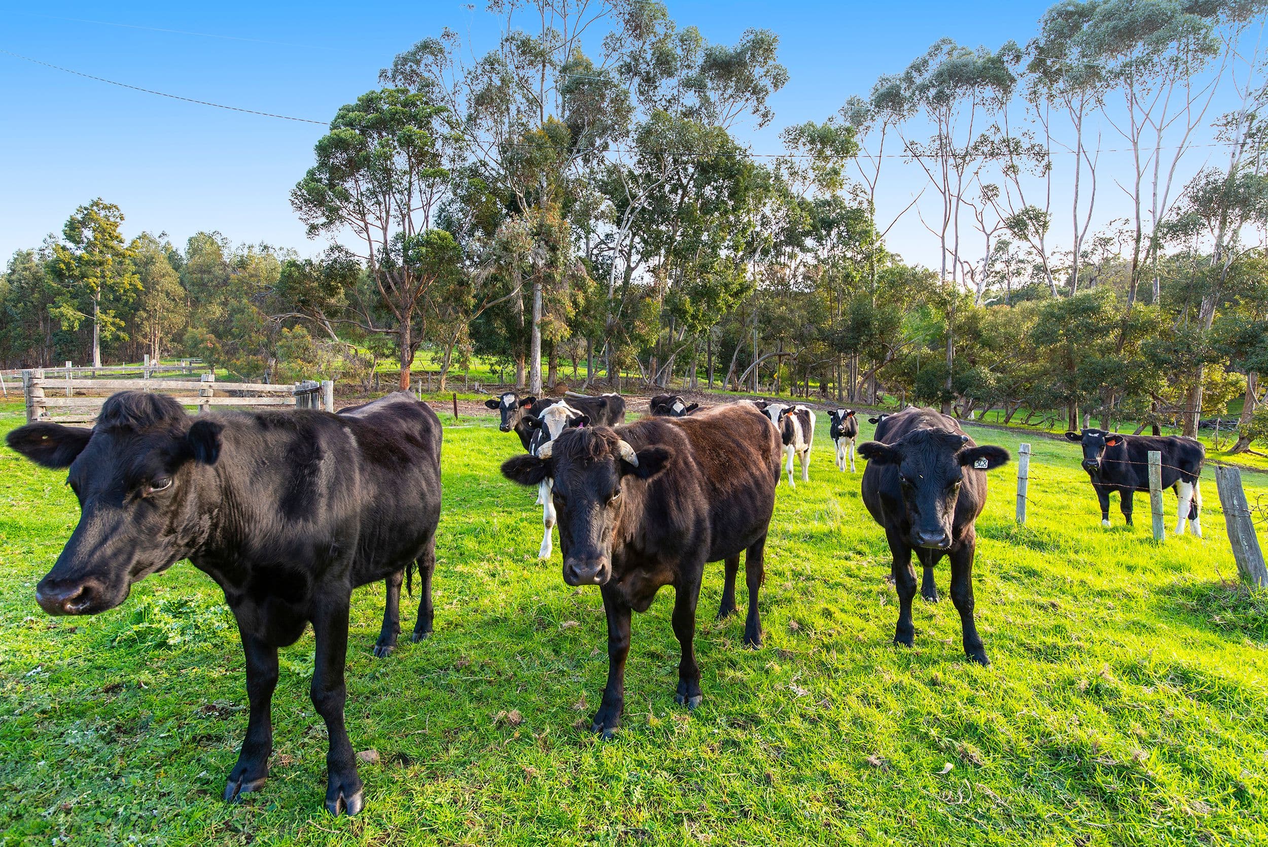 Nannup WA 6275, Nannup - Thumbnail 6