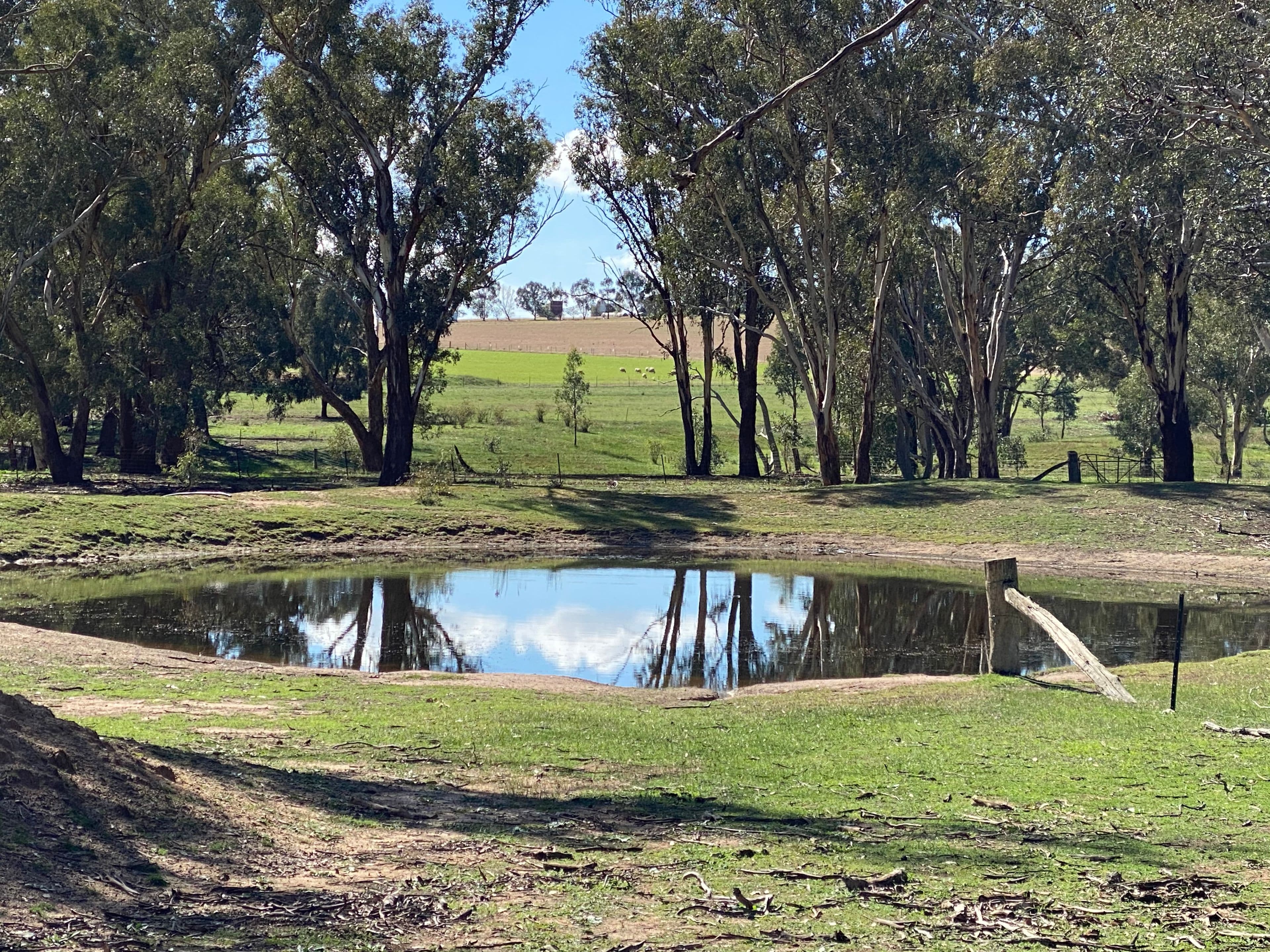 51 Sads Lane, Young NSW 2594, Young - Thumbnail 7