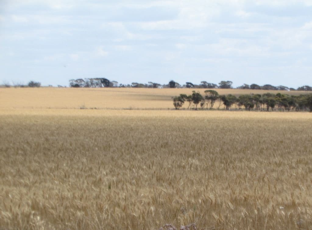 Salmon Gums WA 6445, Salmon Gums - Thumbnail 4