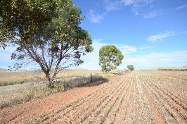 446 Carmody Road, Leighton SA 5417, Leighton - Image 1